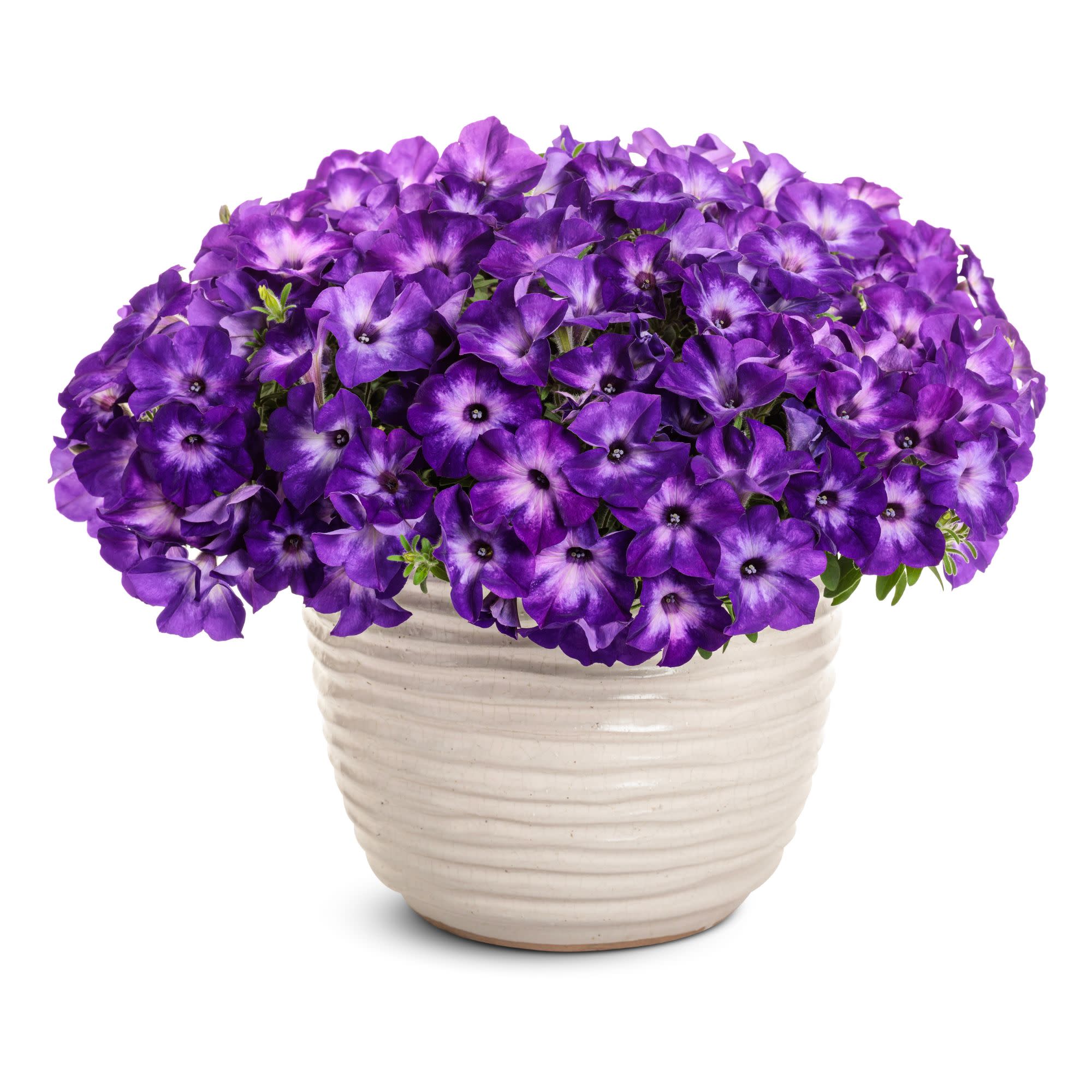 Supertunia® Blue Tiara™ Petunia - Image 4
