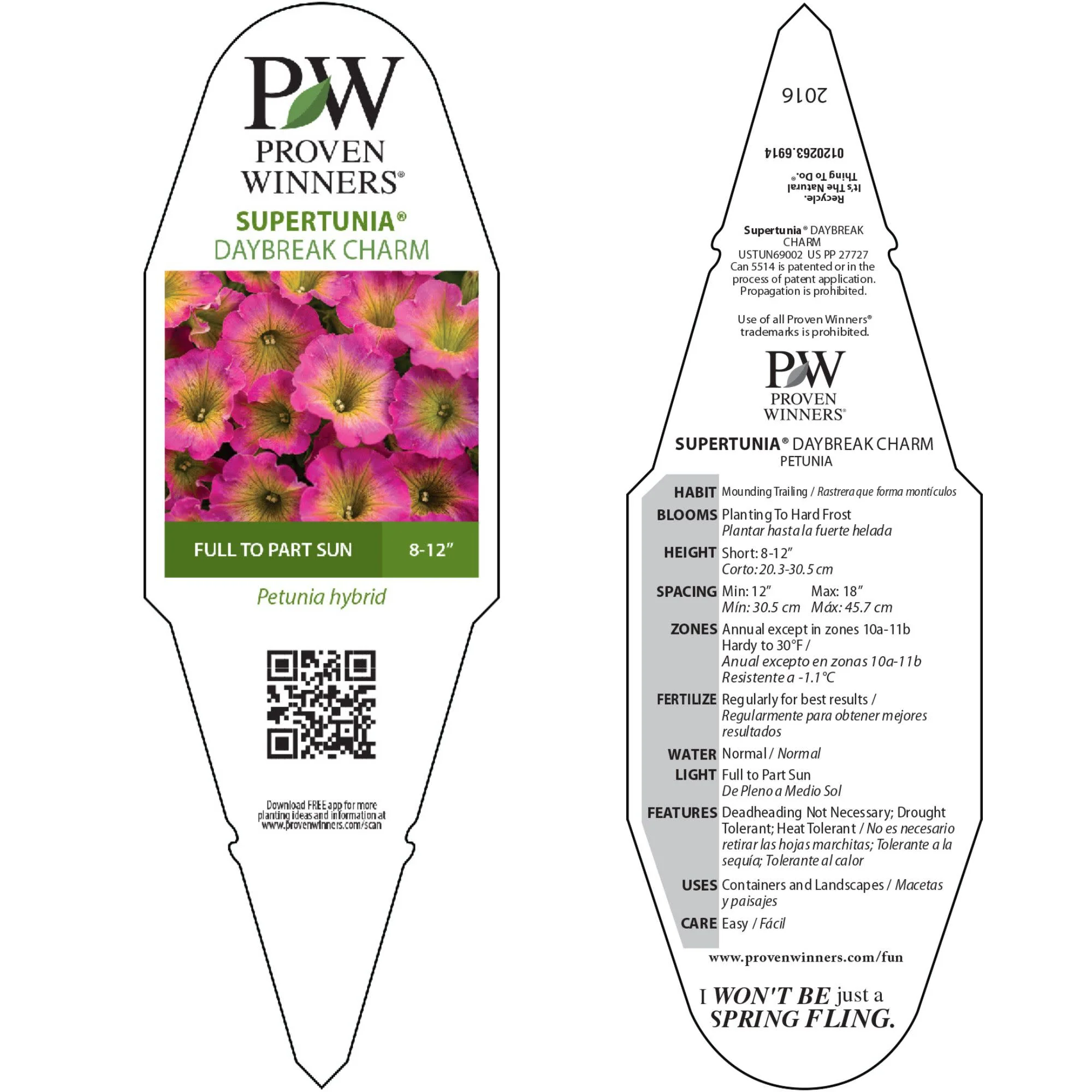 Supertunia® Daybreak Charm Petunia - Image 10