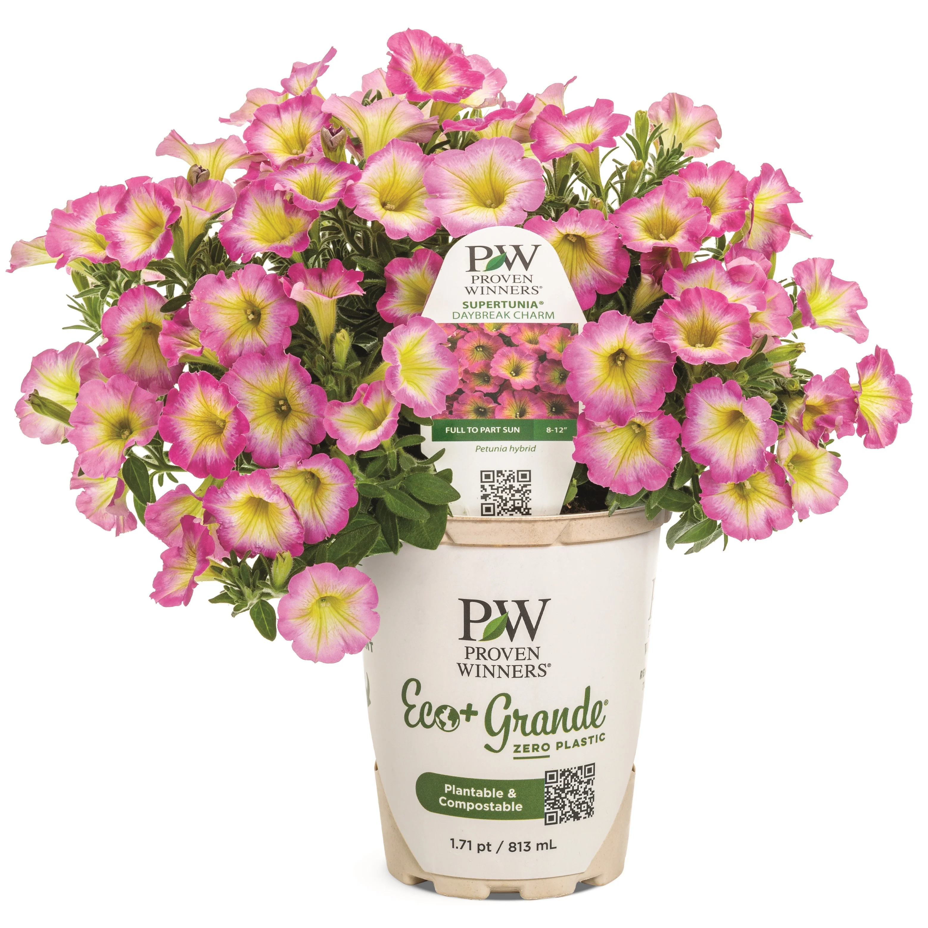 Supertunia® Daybreak Charm Petunia - Image 2