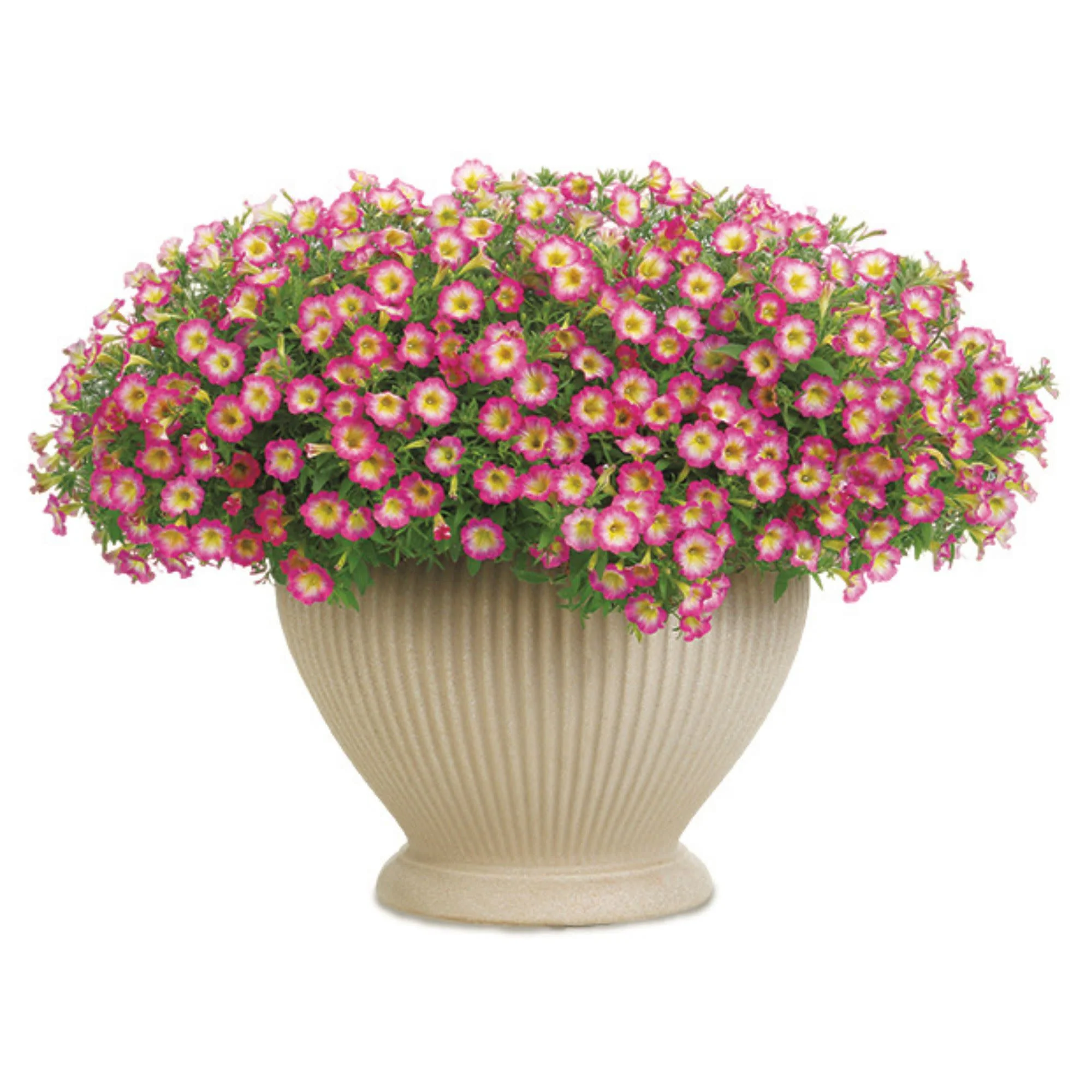 Supertunia® Daybreak Charm Petunia - Image 4