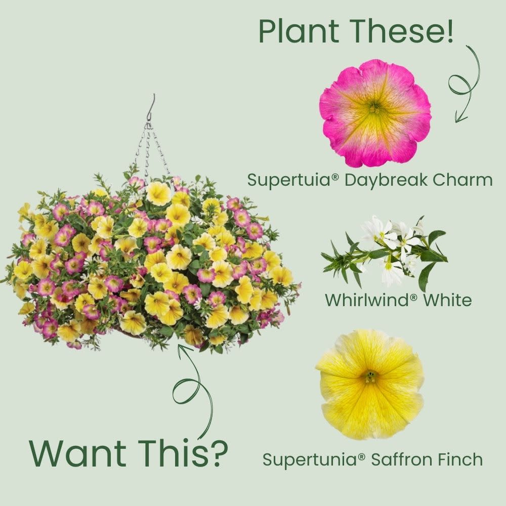 Supertunia® Daybreak Charm Petunia - Image 5