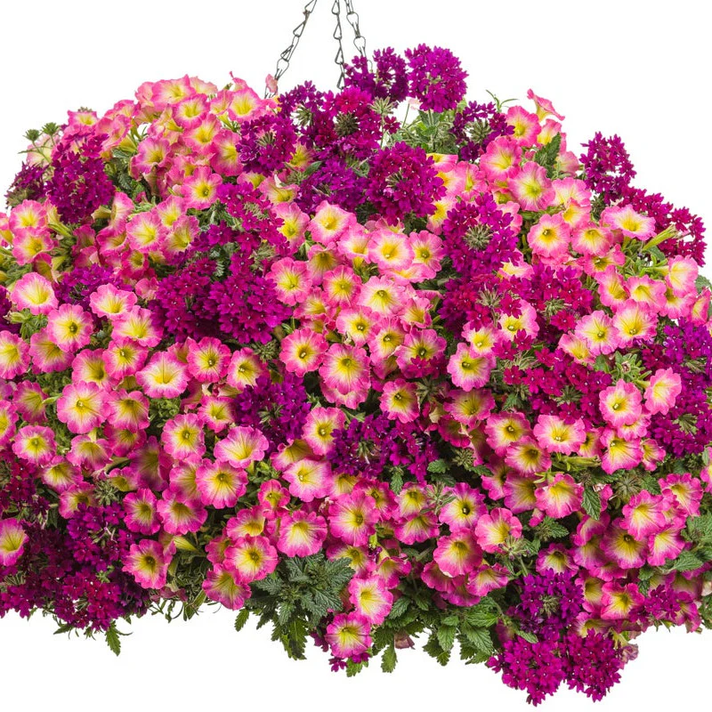 Supertunia® Daybreak Charm Petunia - Image 6