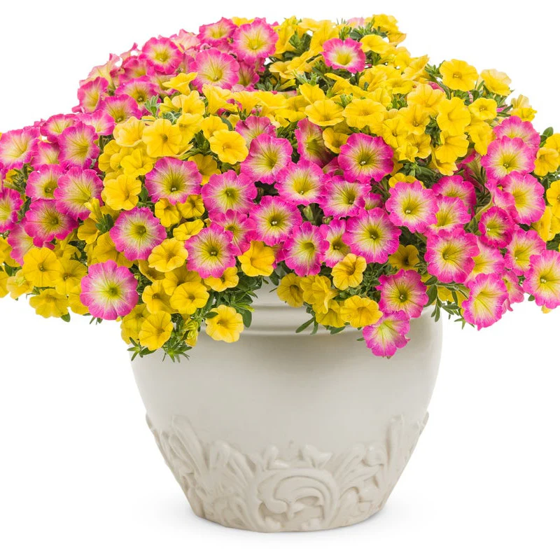 Supertunia® Daybreak Charm Petunia - Image 7