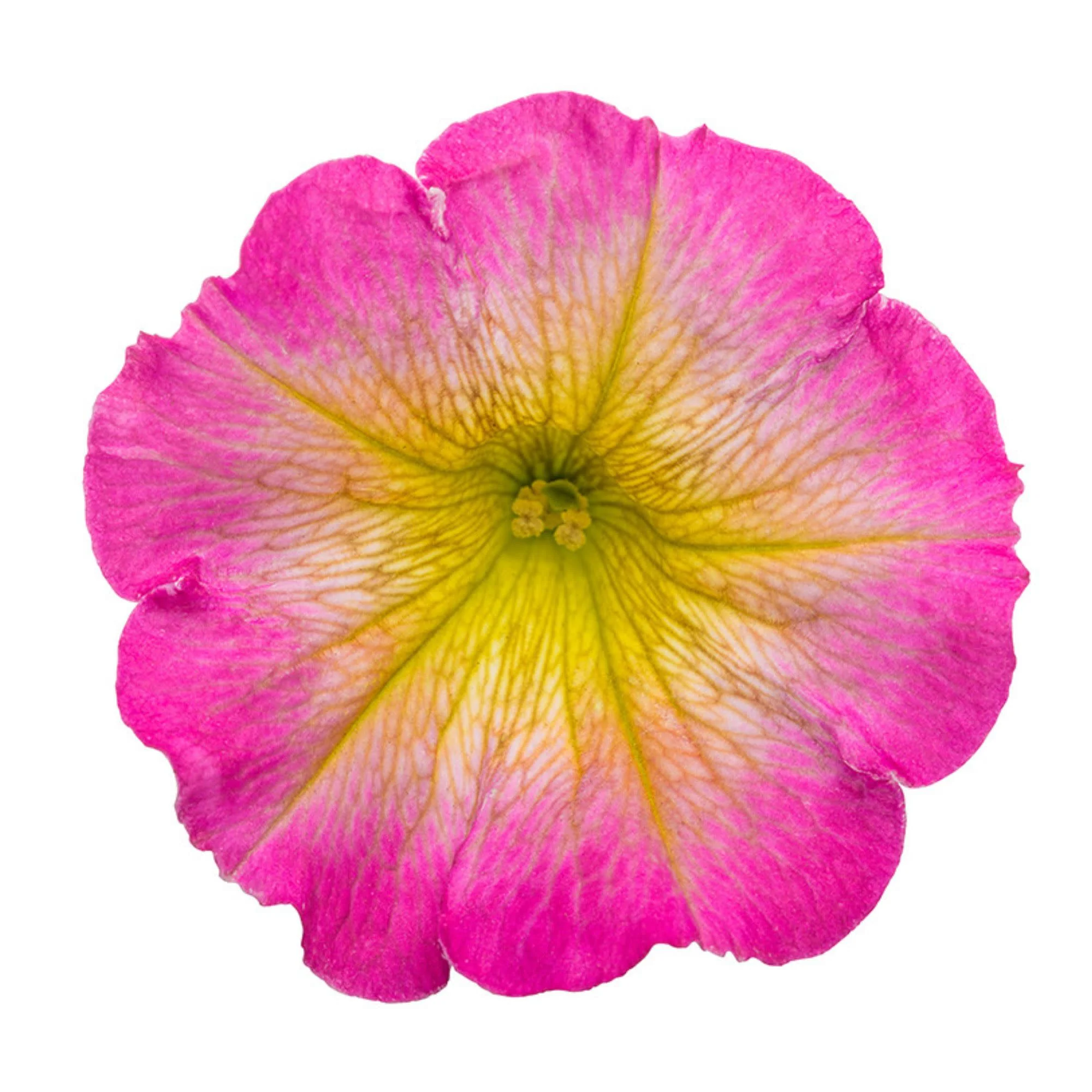 Supertunia® Daybreak Charm Petunia - Image 8