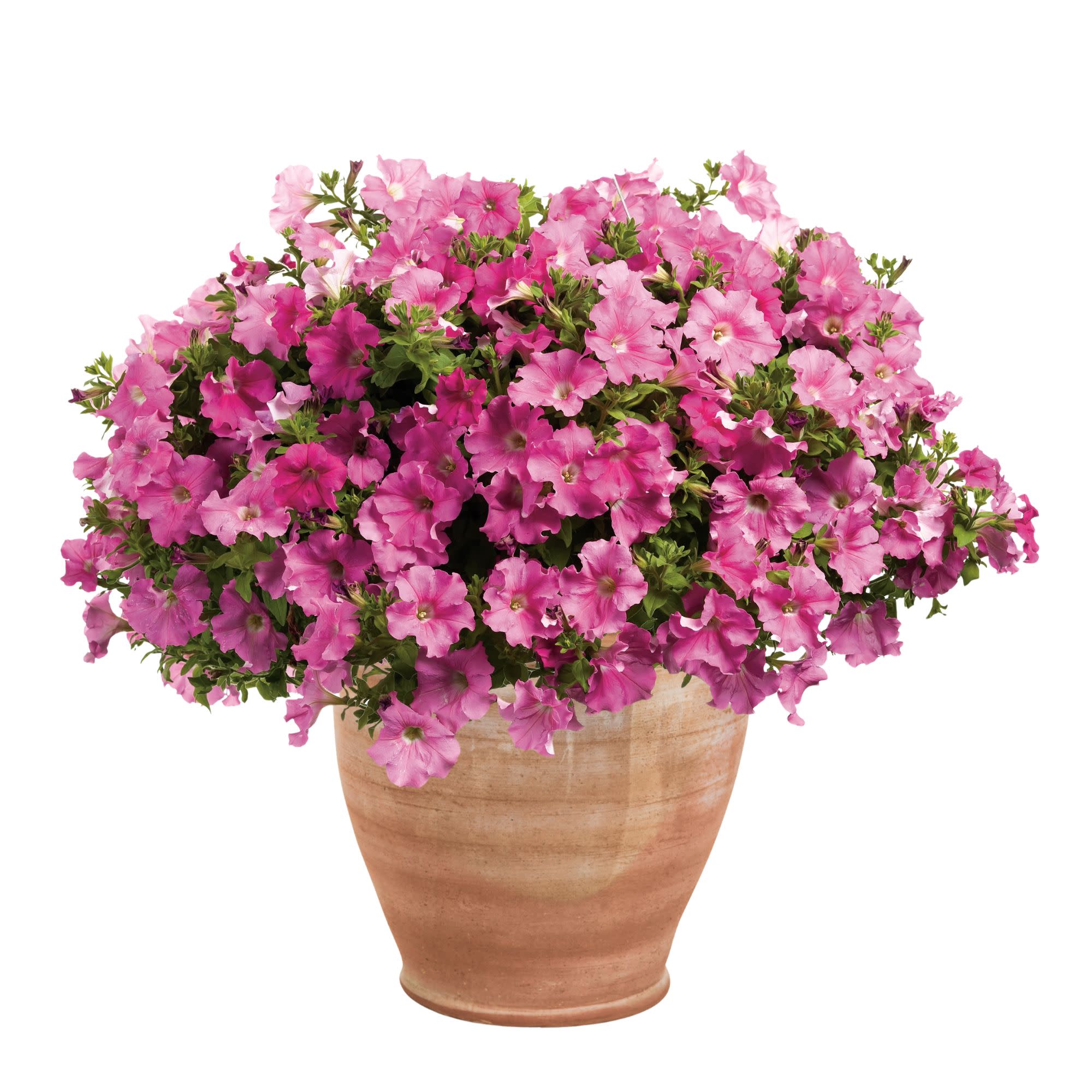 Supertunia® Giant Pink® Petunia - Image 4