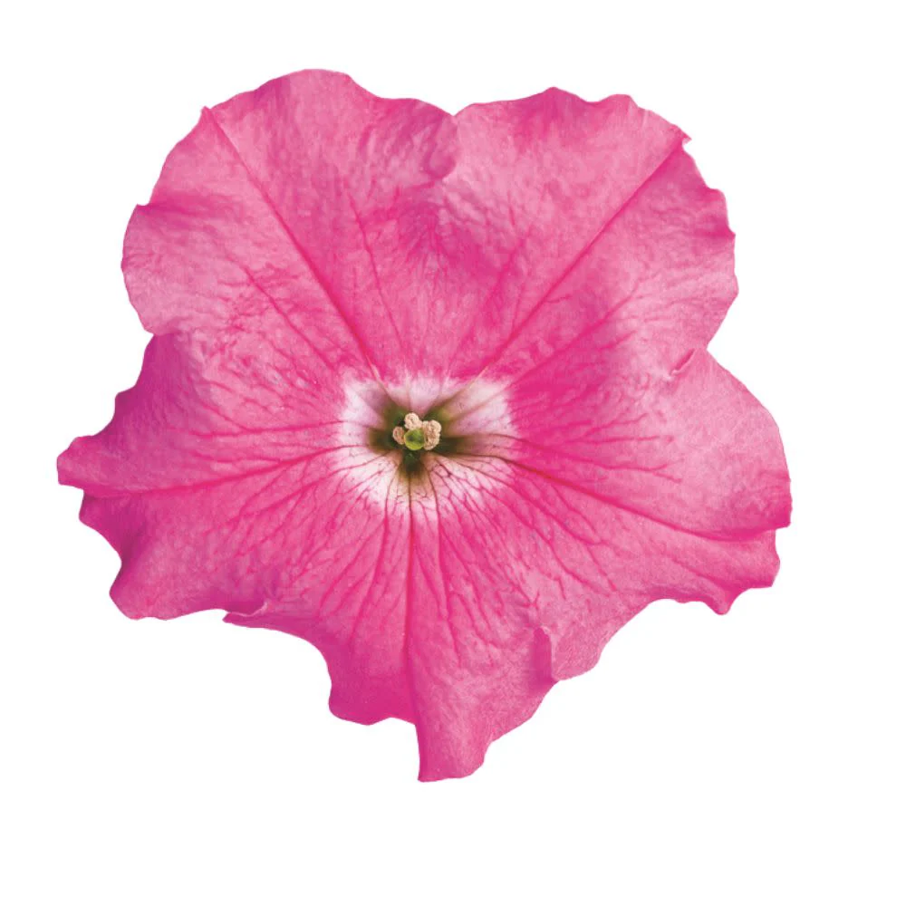 Supertunia® Giant Pink® Petunia - Image 8