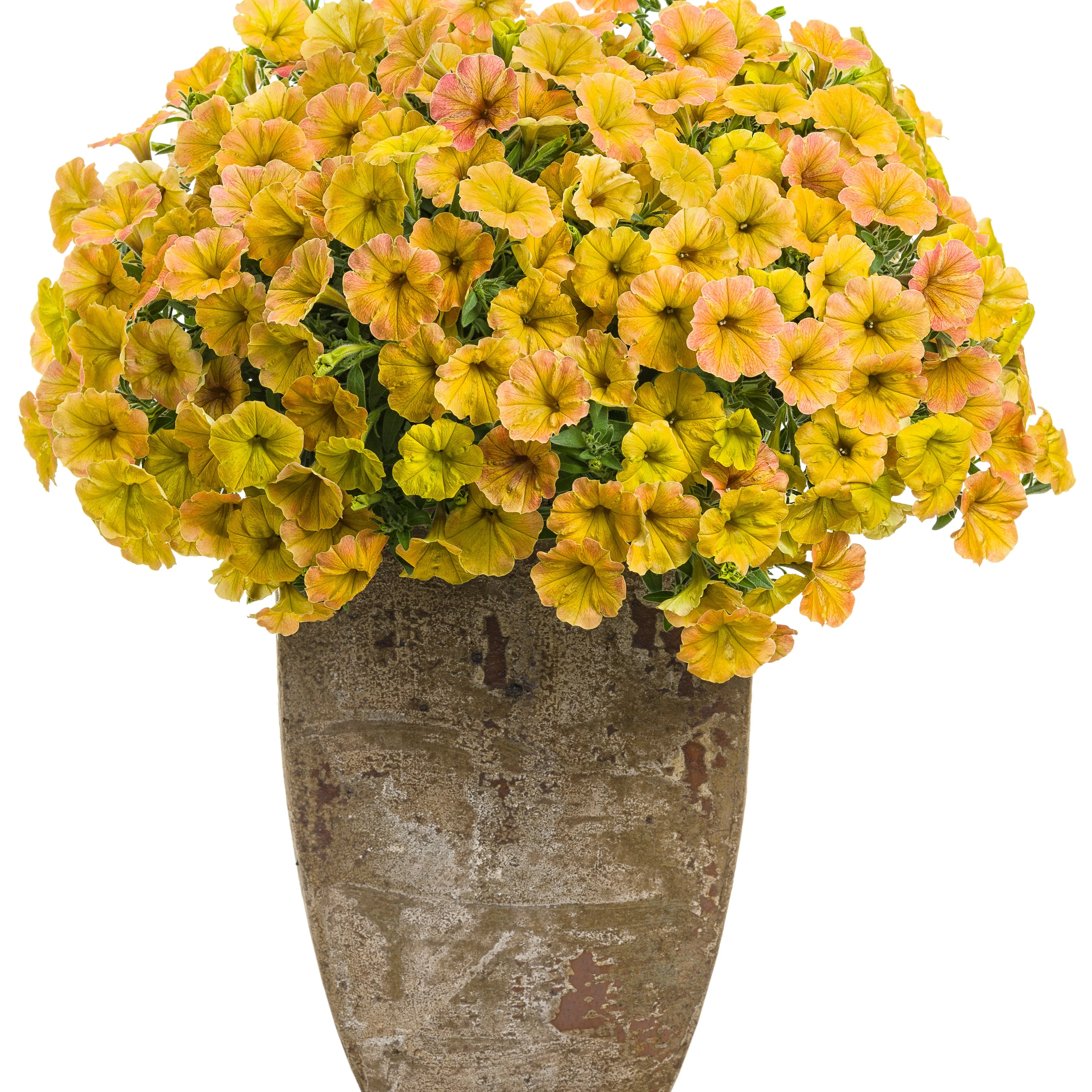 Supertunia® Honey™ Petunia - Image 4