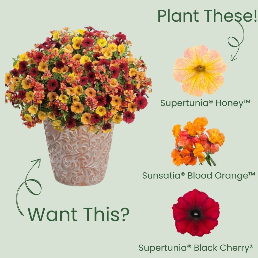 Supertunia® Honey™ Petunia - Image 5