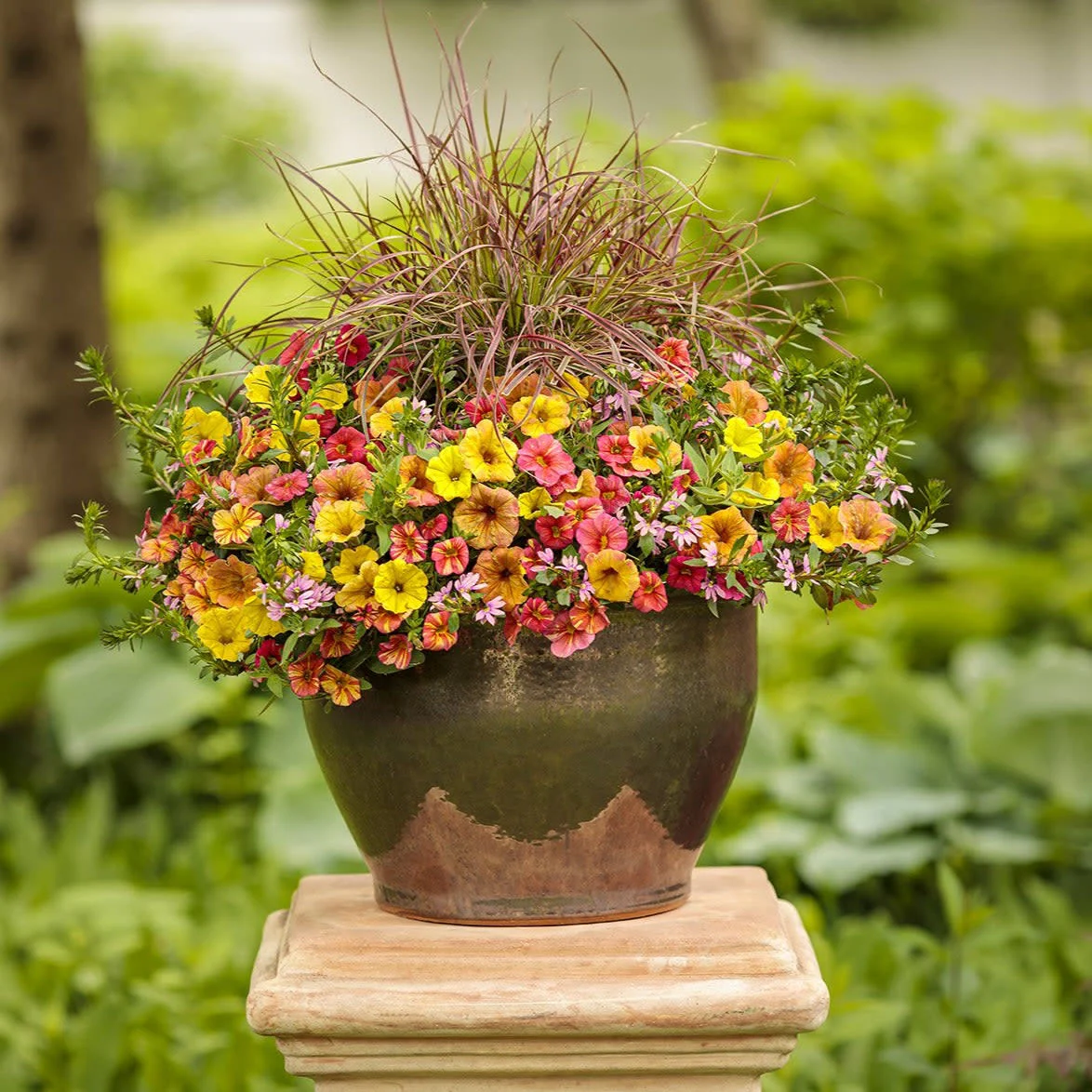 Supertunia® Honey™ Petunia - Image 6