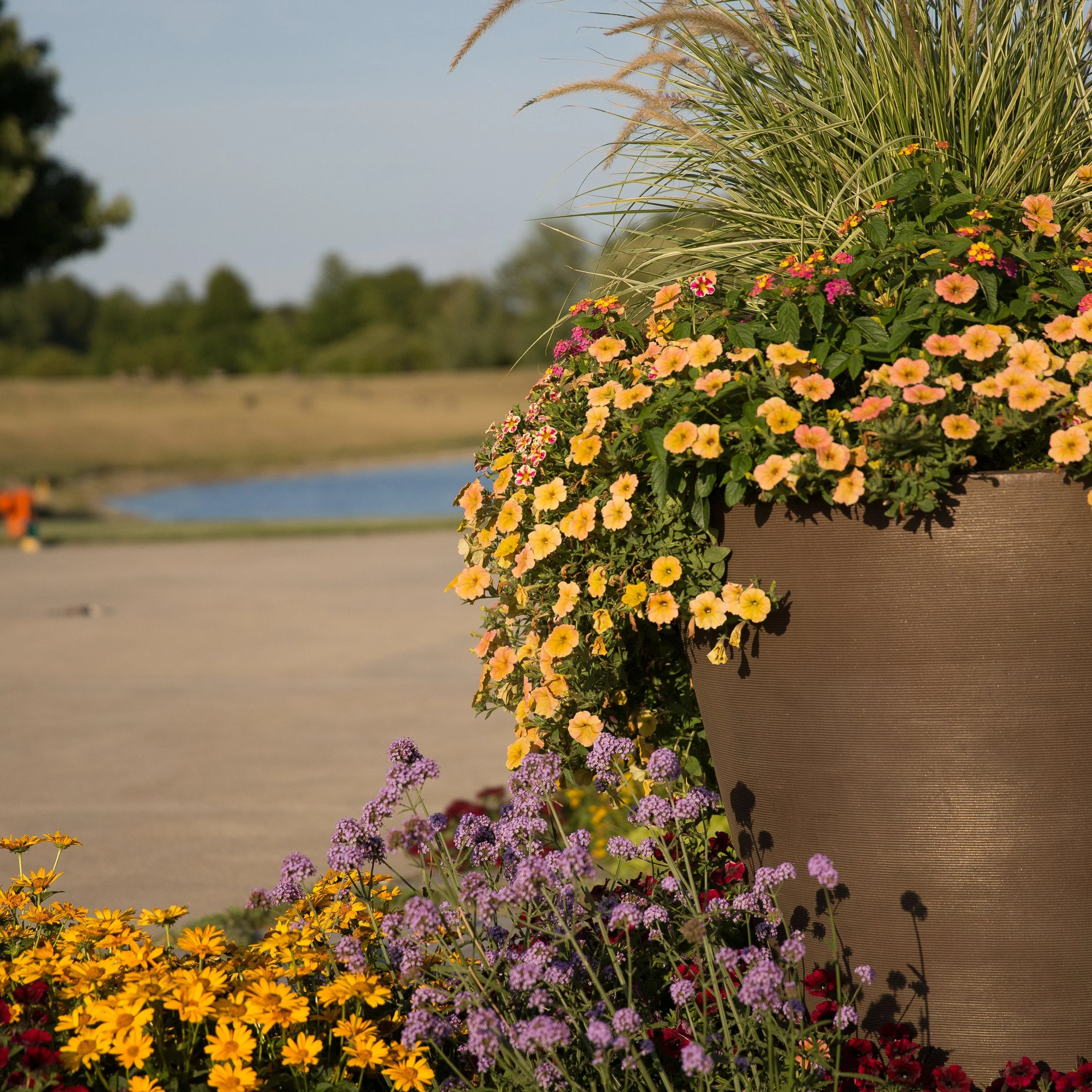 Supertunia® Honey™ Petunia - Image 7
