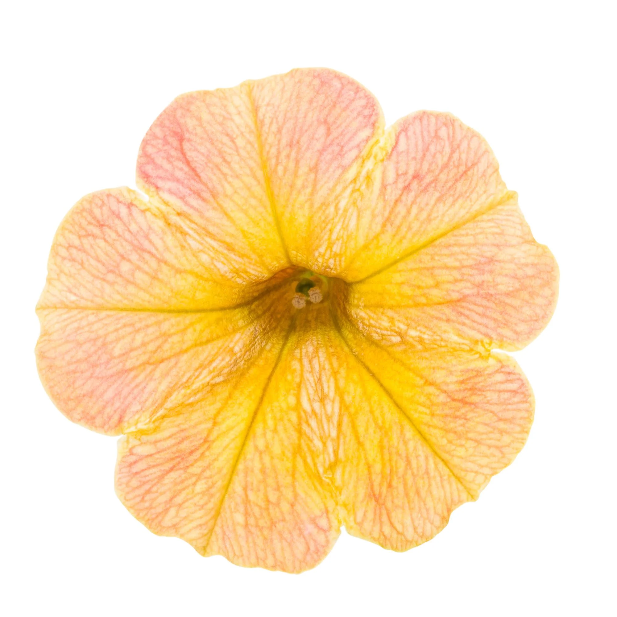 Supertunia® Honey™ Petunia - Image 9