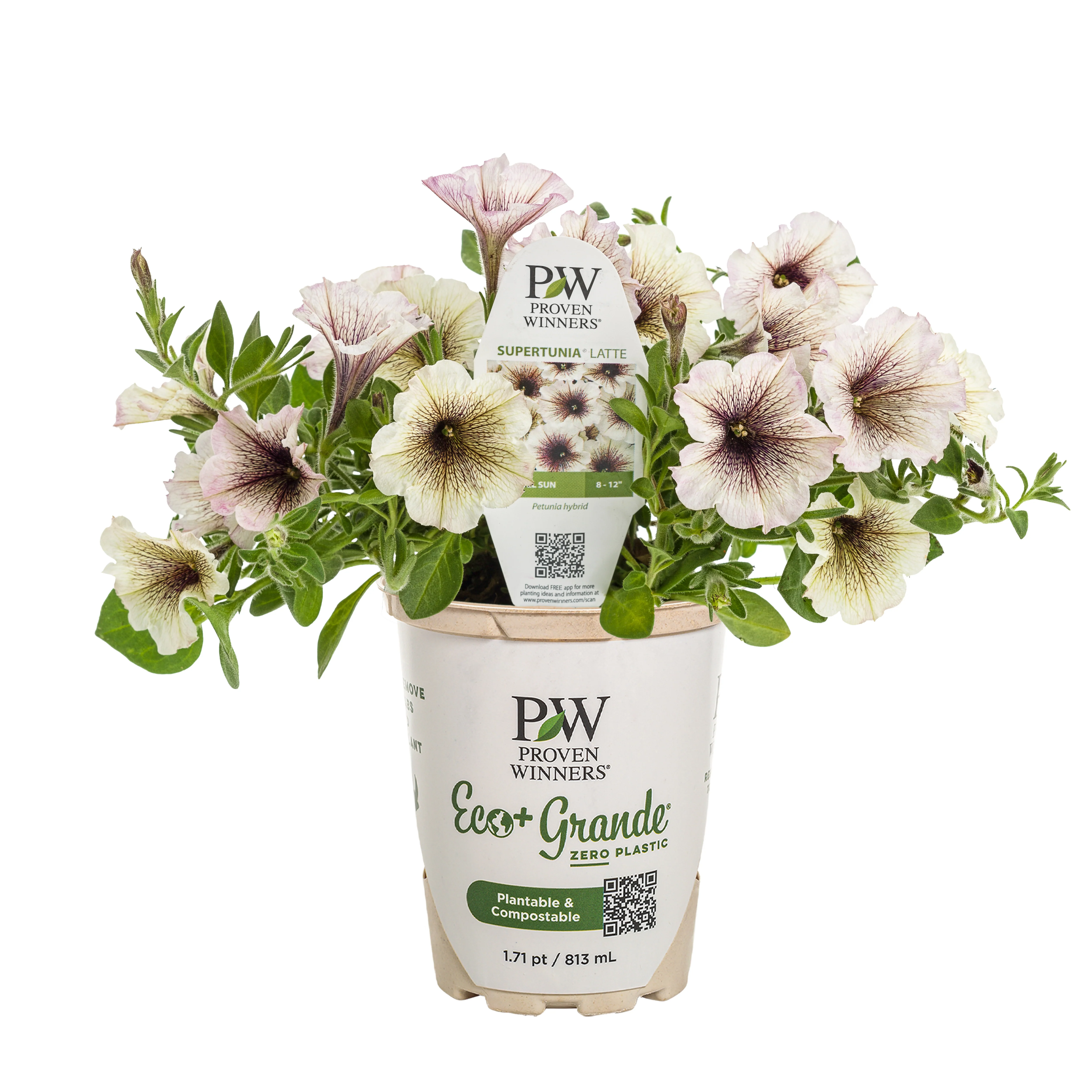 Supertunia® Latte™ Petunia - Image 2
