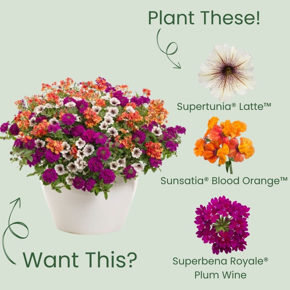 Supertunia® Latte™ Petunia - Image 5