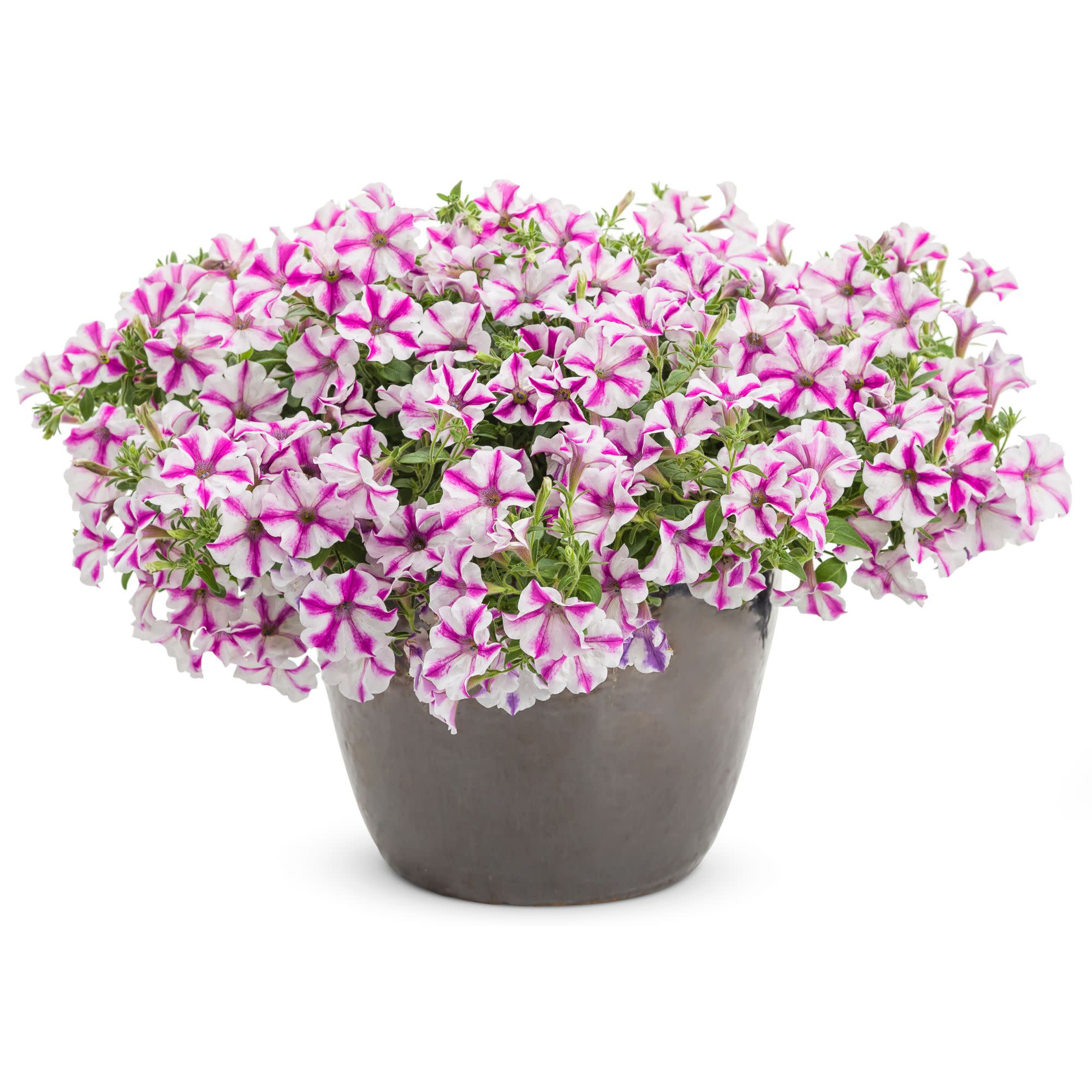 Supertunia® Lovie Dovie™ Petunia - Image 4