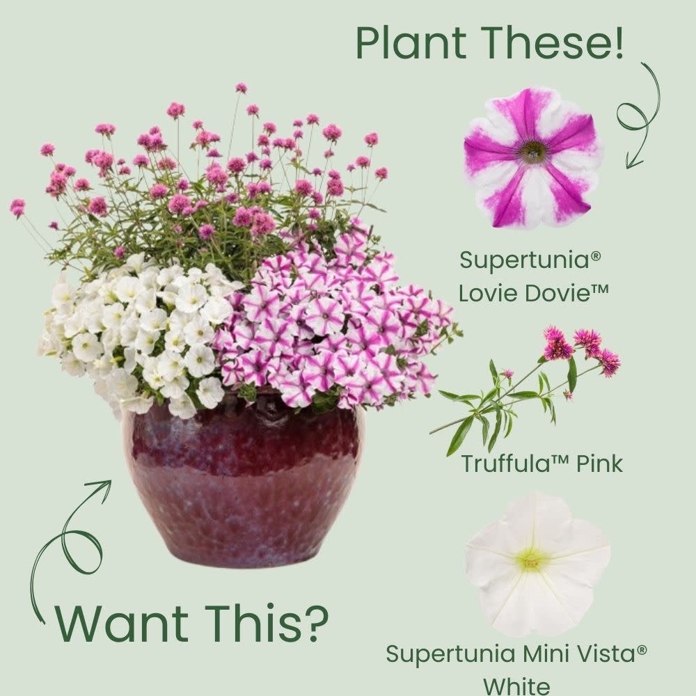 Supertunia® Lovie Dovie™ Petunia - Image 5
