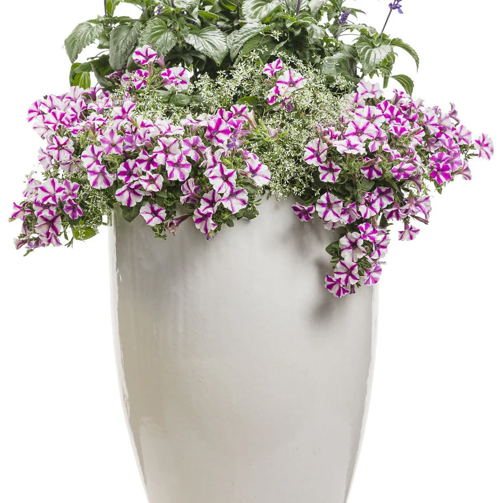 Supertunia® Lovie Dovie™ Petunia - Image 6
