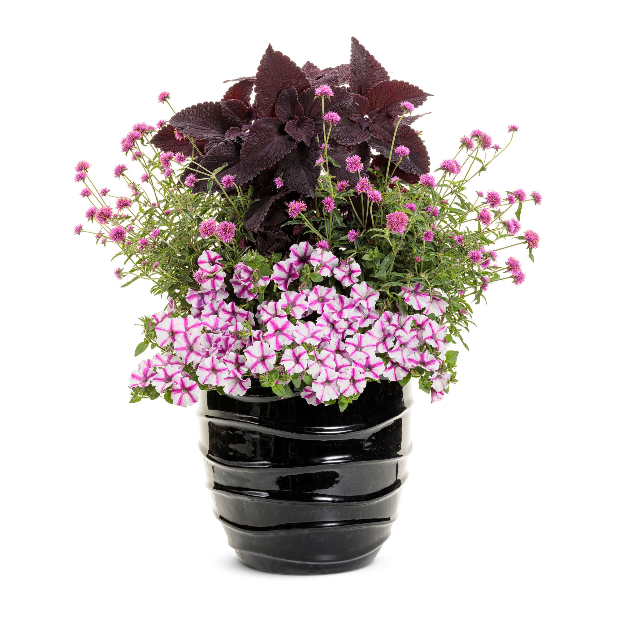 Supertunia® Lovie Dovie™ Petunia - Image 7