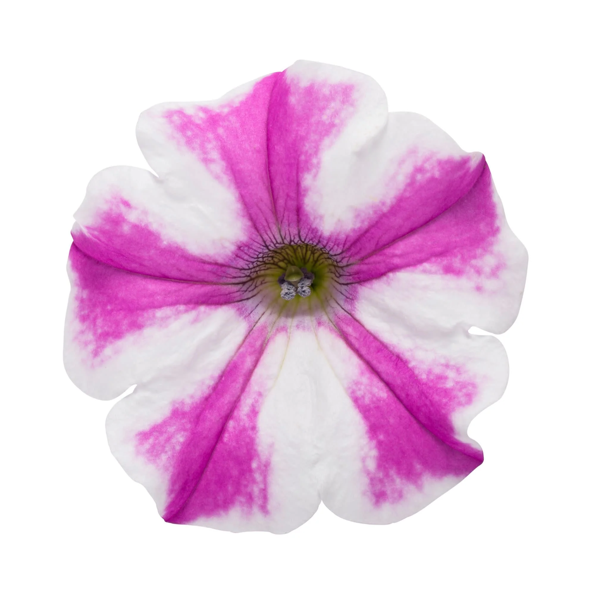 Supertunia® Lovie Dovie™ Petunia - Image 8
