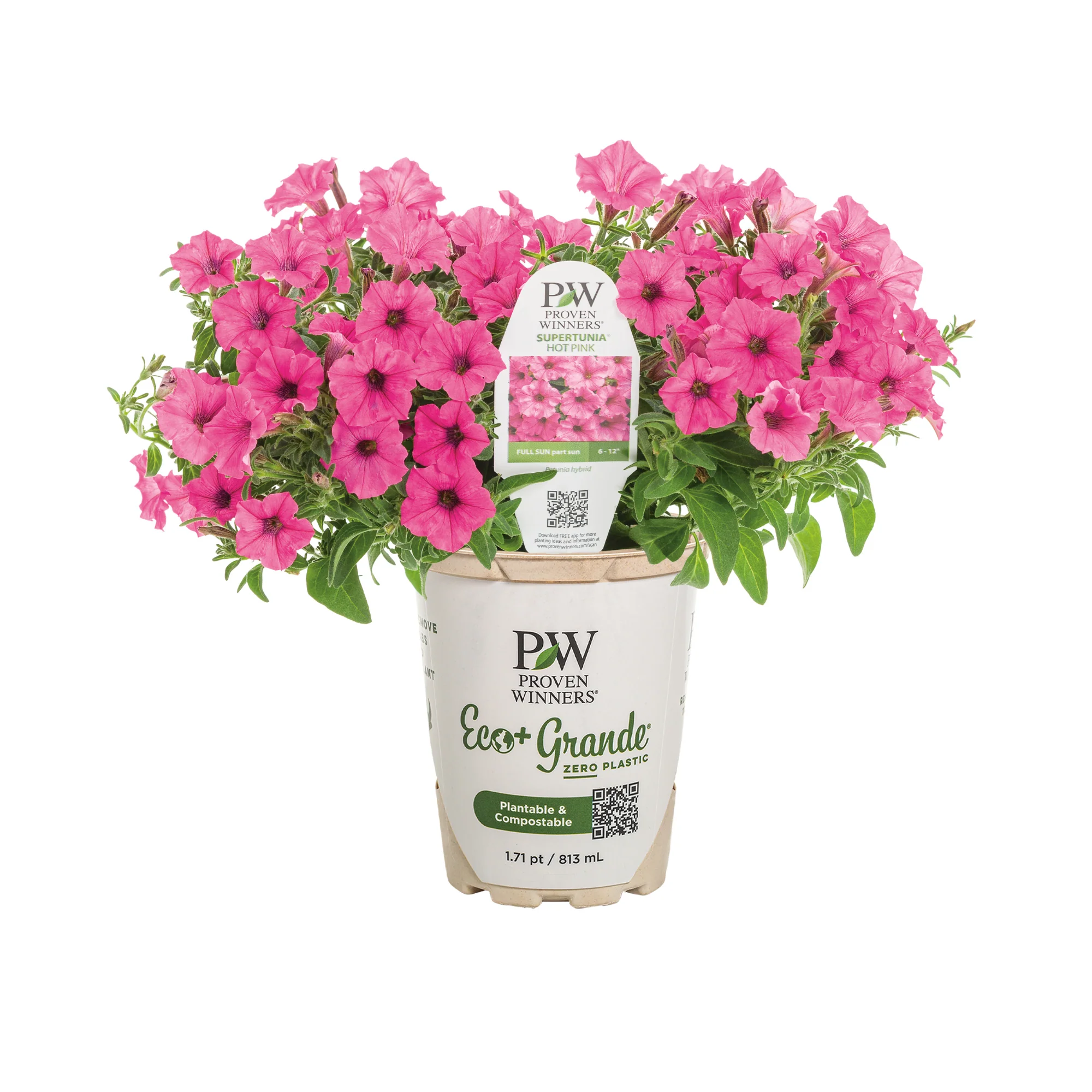 Supertunia Mini Vista® Hot Pink Petunia - Image 2