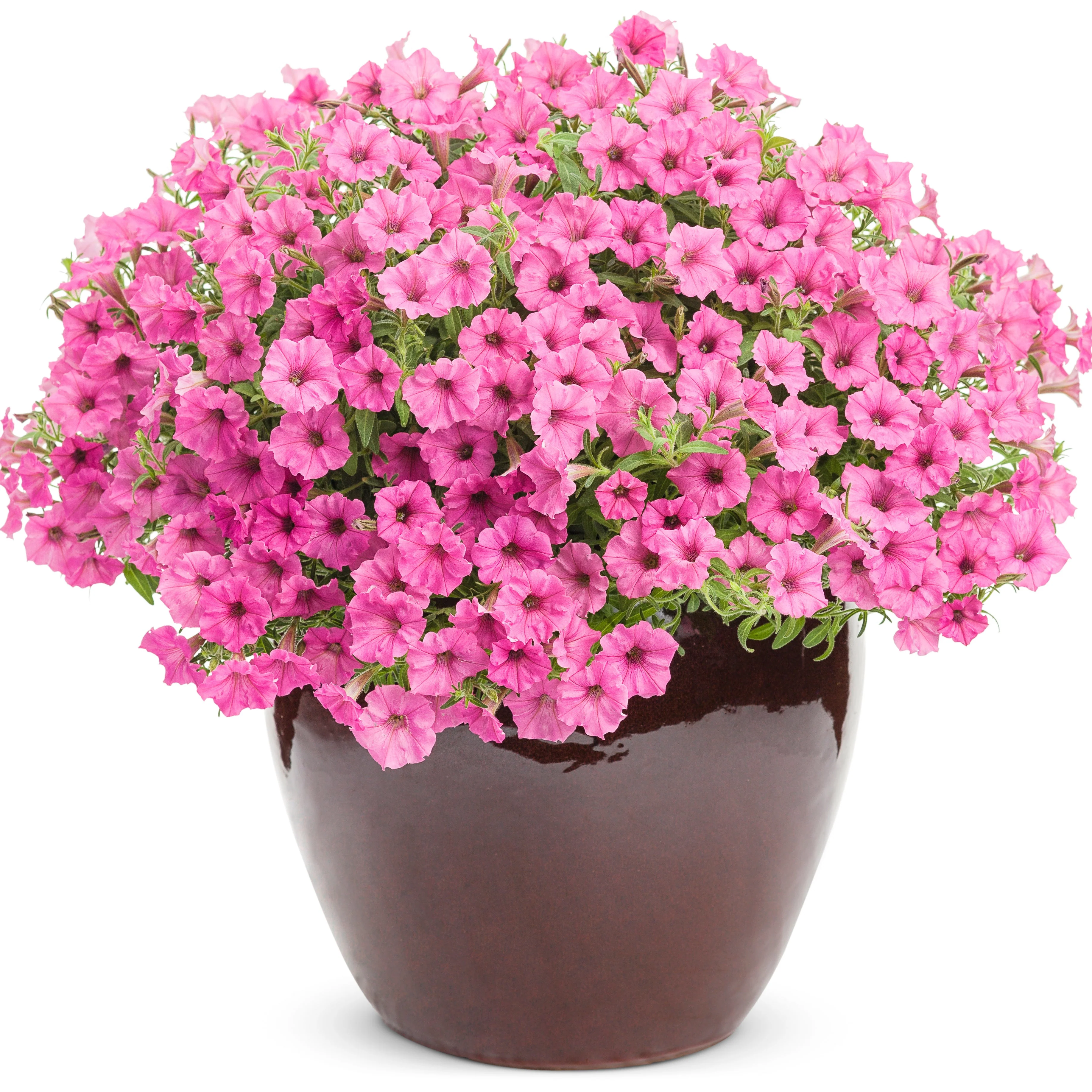 Supertunia Mini Vista® Hot Pink Petunia - Image 4