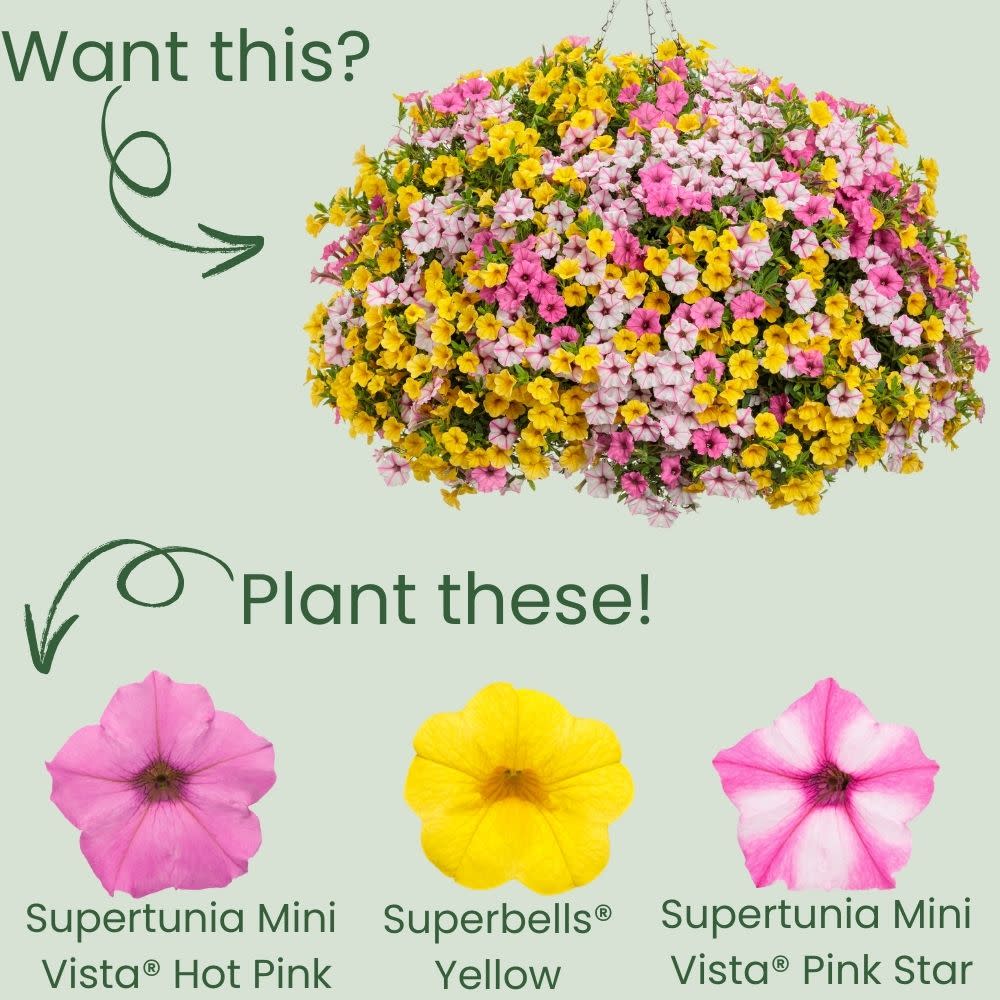 Supertunia Mini Vista® Hot Pink Petunia - Image 5