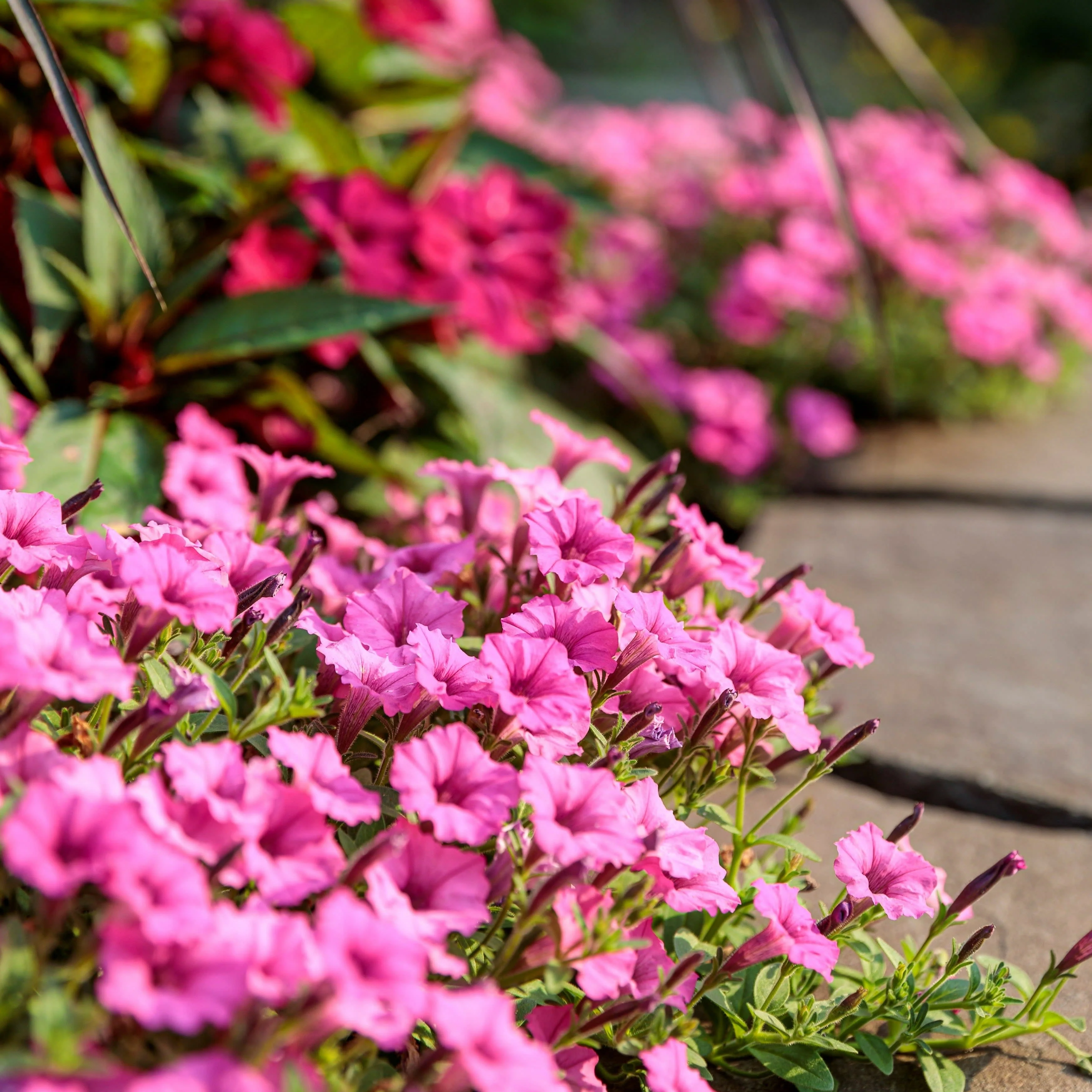 Supertunia Mini Vista® Hot Pink Petunia - Image 6