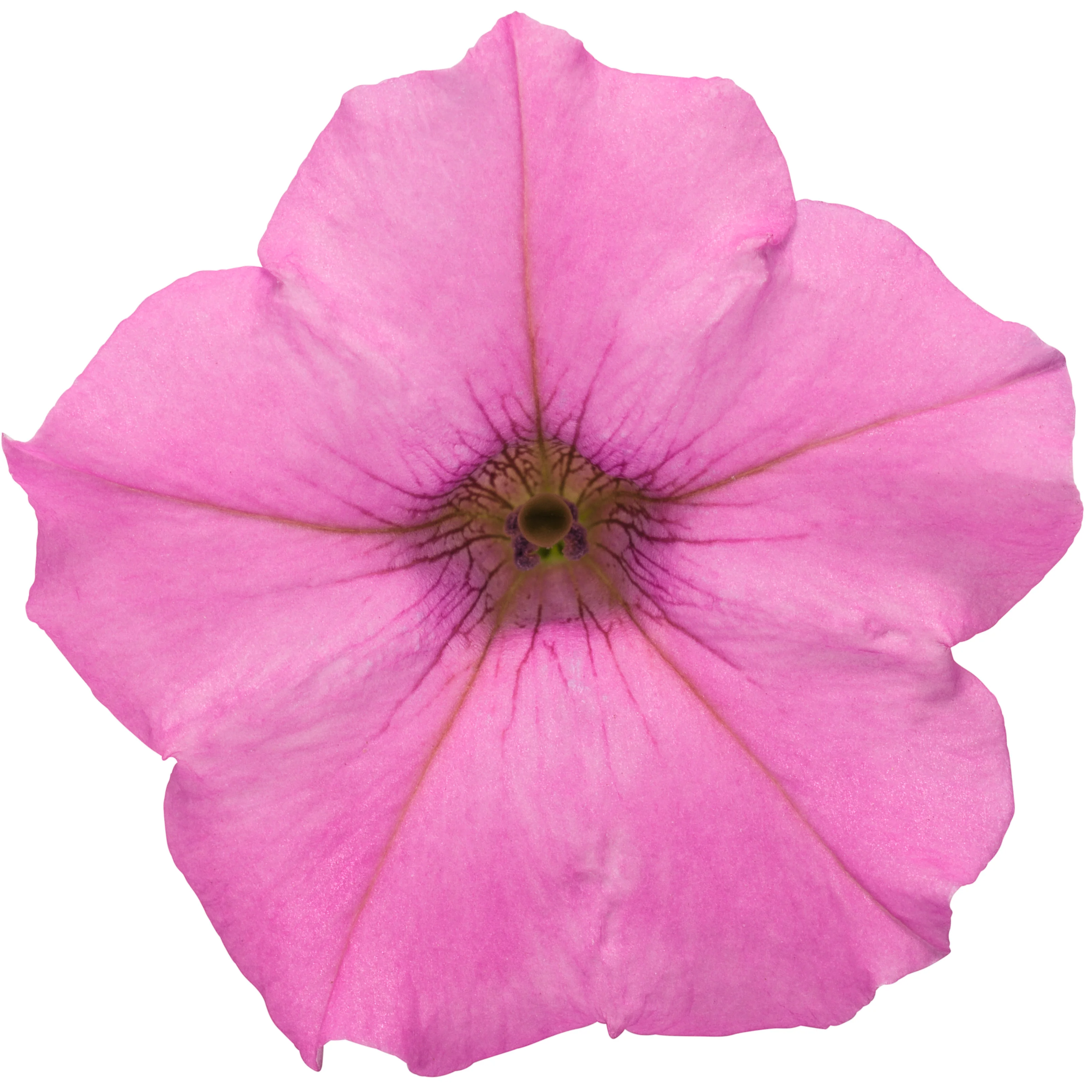 Supertunia Mini Vista® Hot Pink Petunia - Image 8