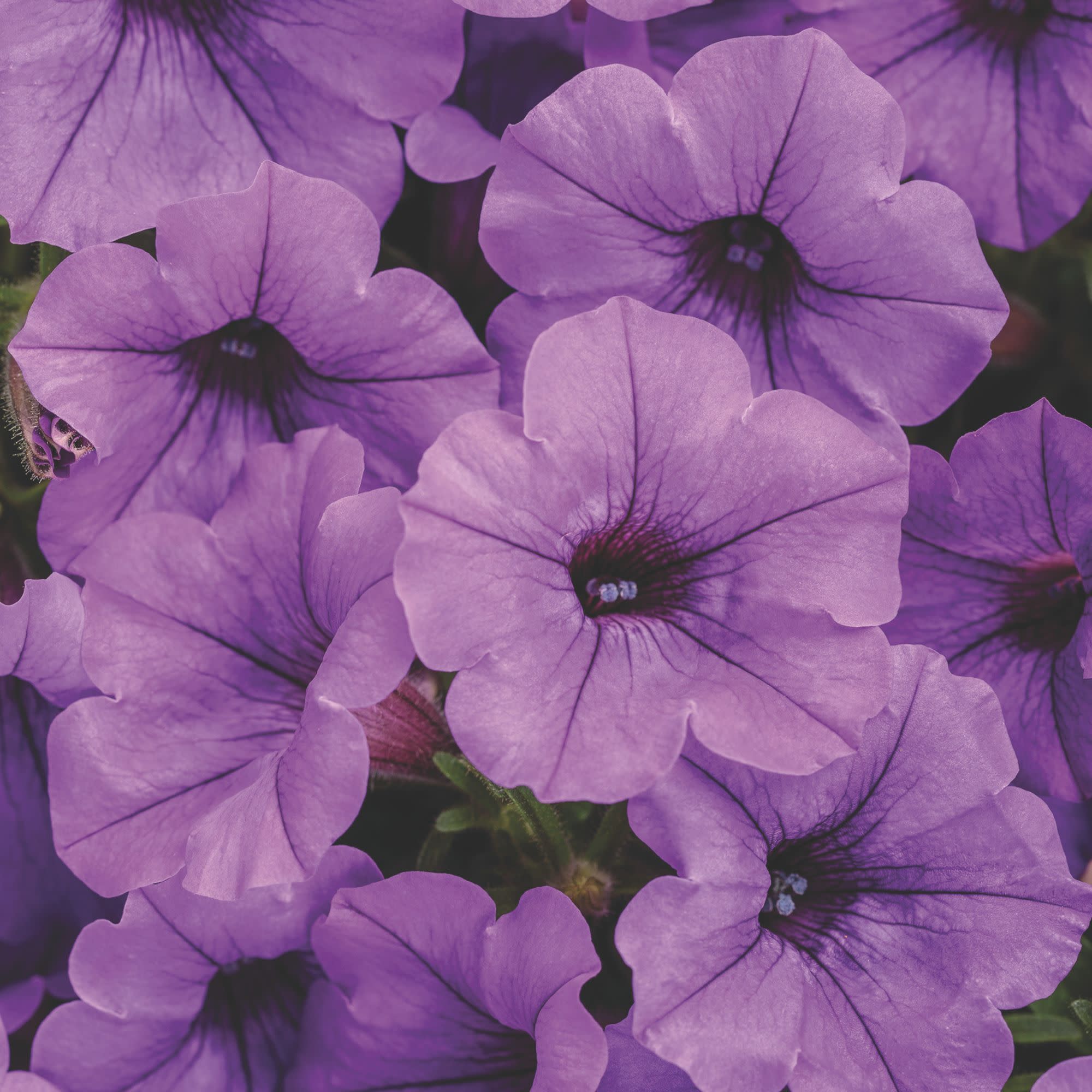 Supertunia Mini Vista® Indigo Petunia