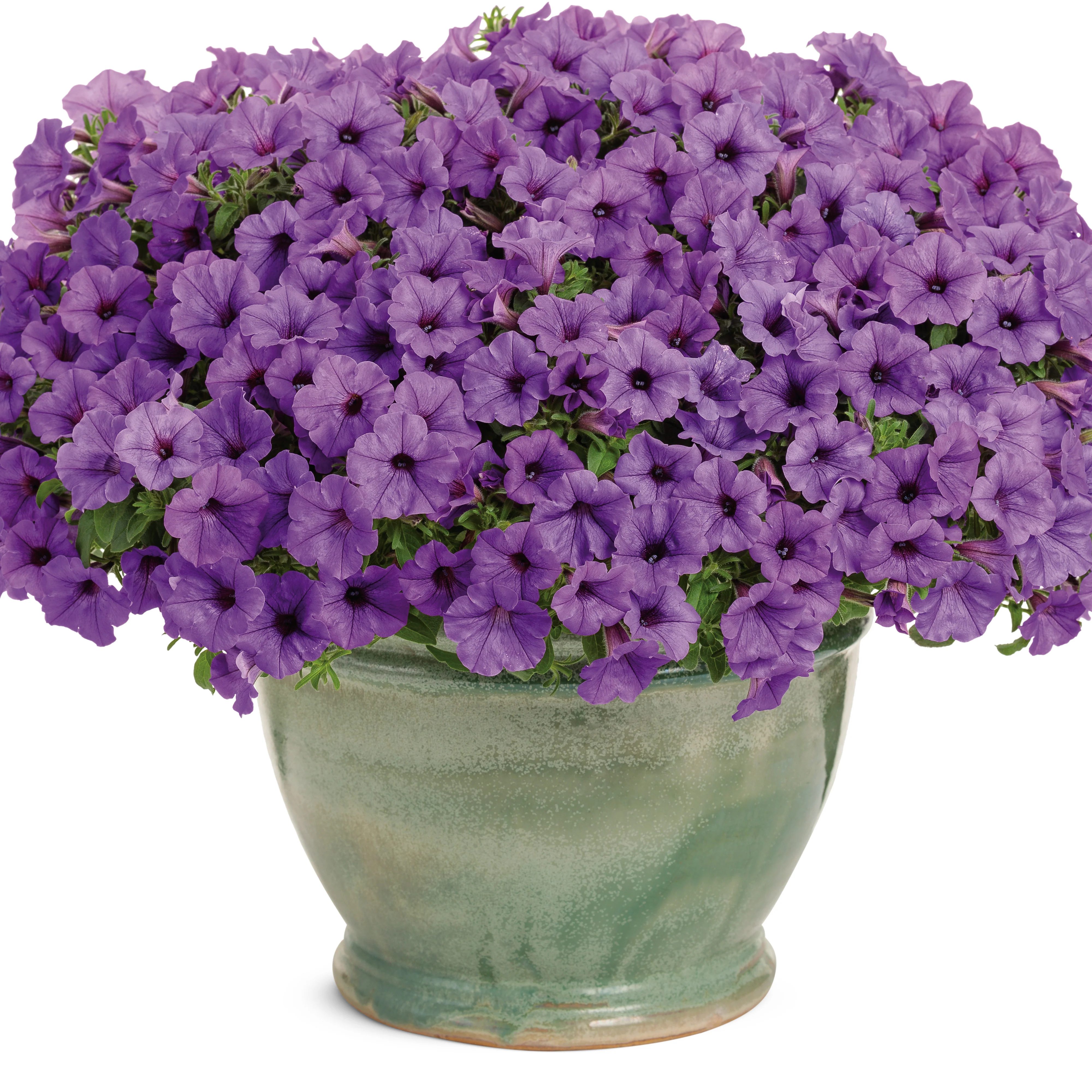 Supertunia Mini Vista® Indigo Petunia - Image 4