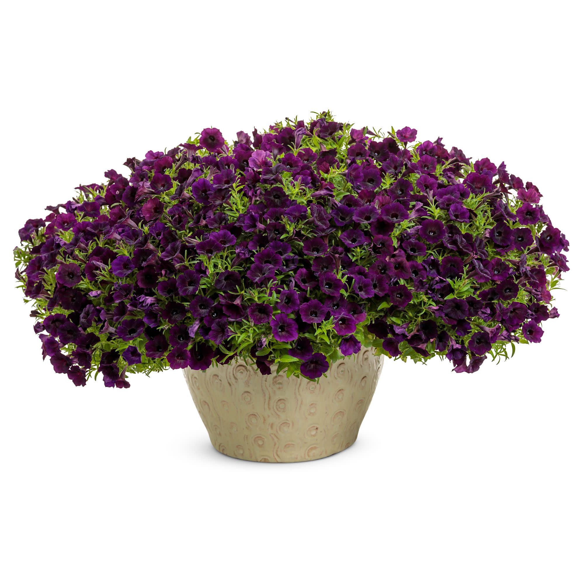 Supertunia Mini Vista® Midnight Petunia - Image 4