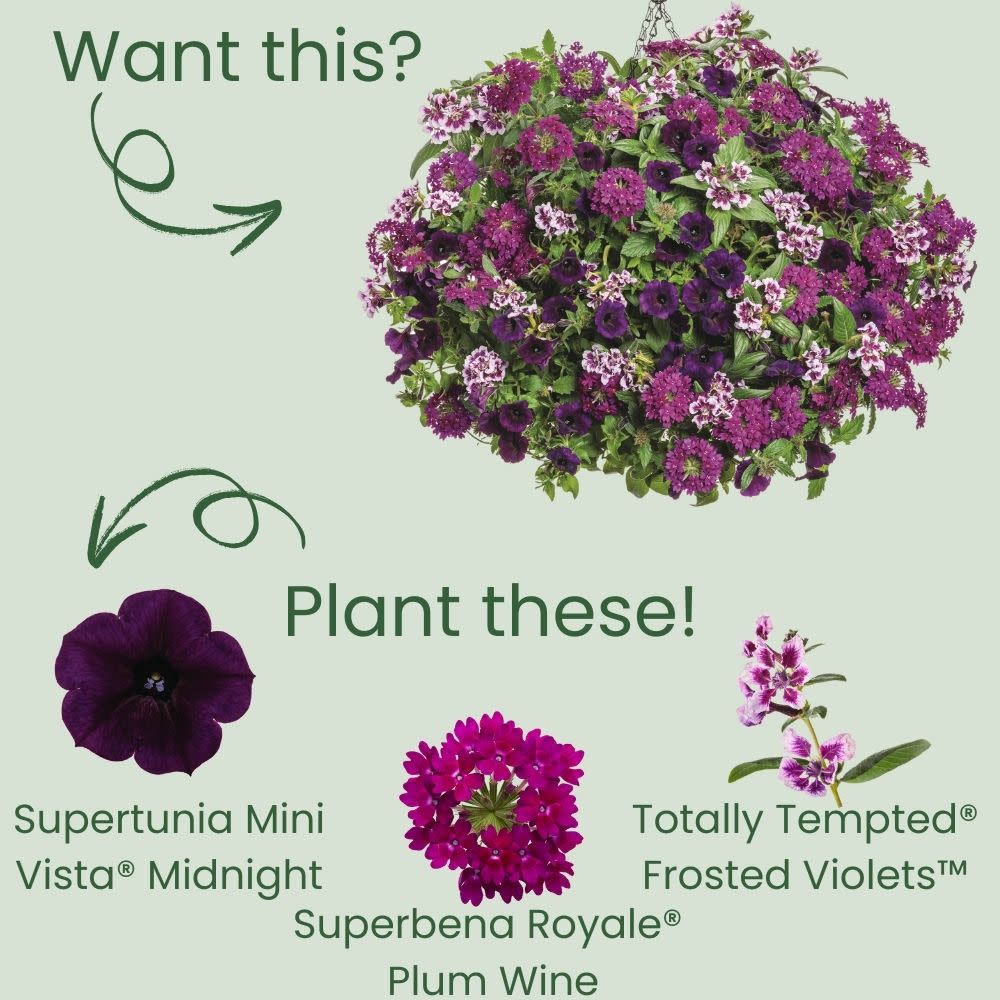 Supertunia Mini Vista® Midnight Petunia - Image 5