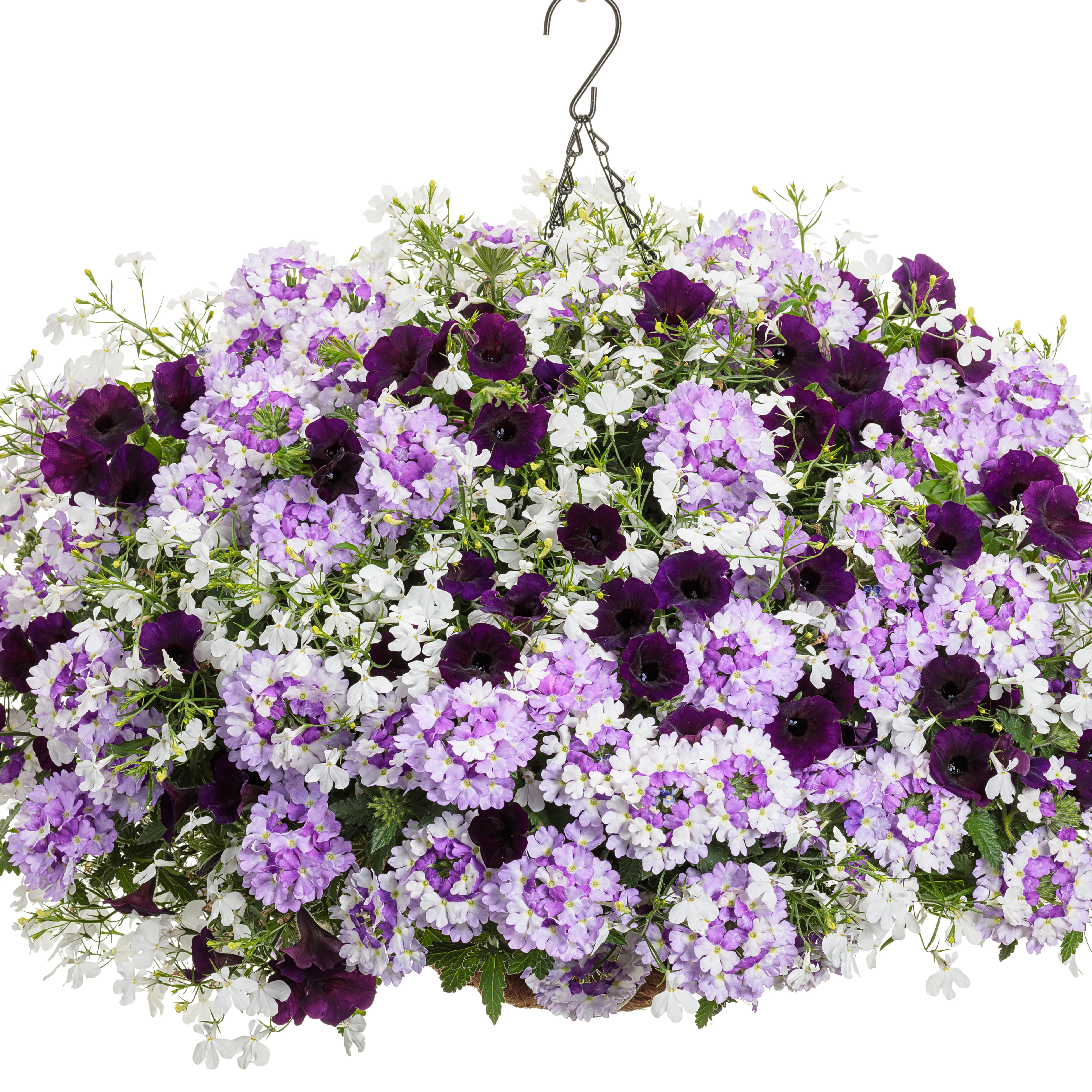 Supertunia Mini Vista® Midnight Petunia - Image 6