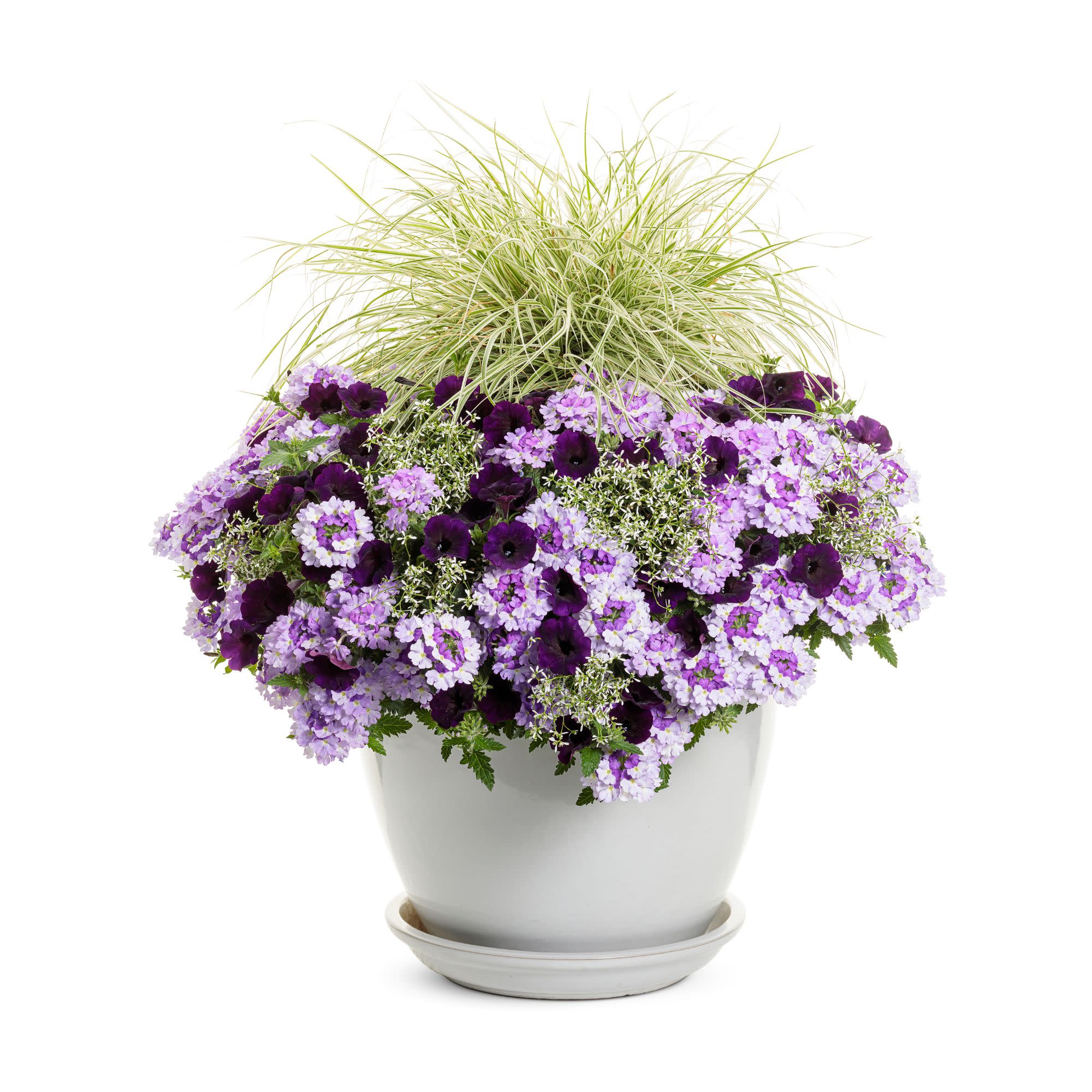 Supertunia Mini Vista® Midnight Petunia - Image 7
