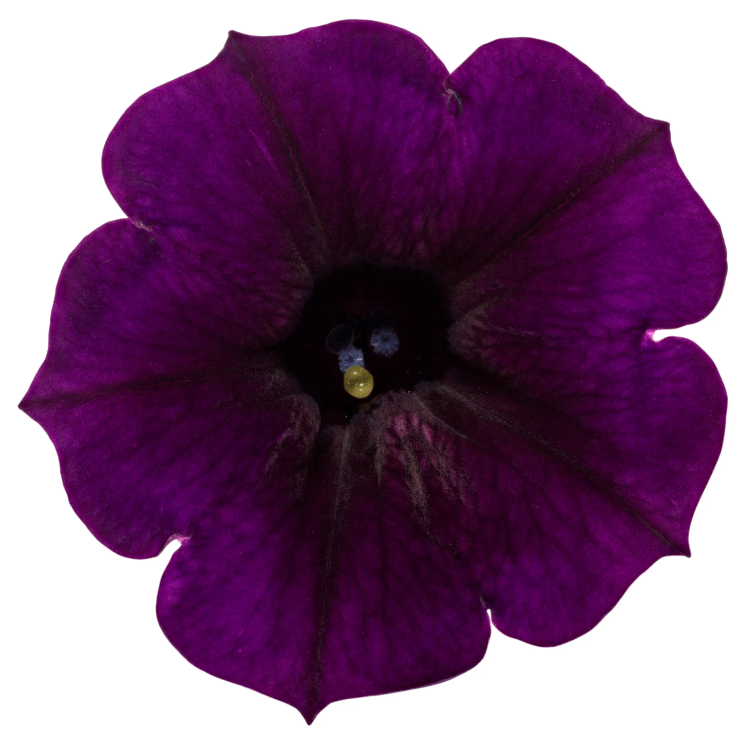 Supertunia Mini Vista® Midnight Petunia - Image 8