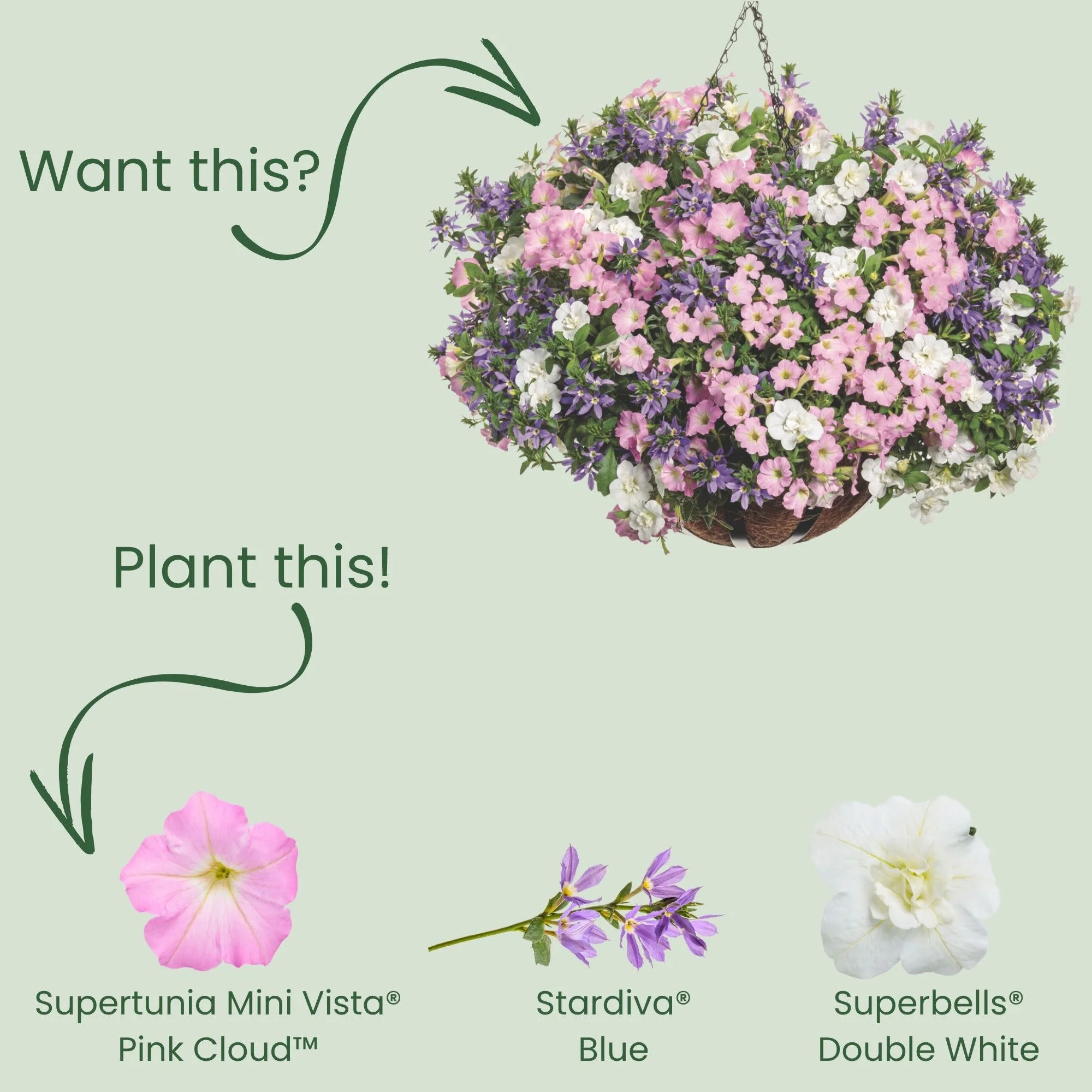 Supertunia Mini Vista® Pink Cloud Petunia | Proven Winners® New Variety 2026 - Image 5