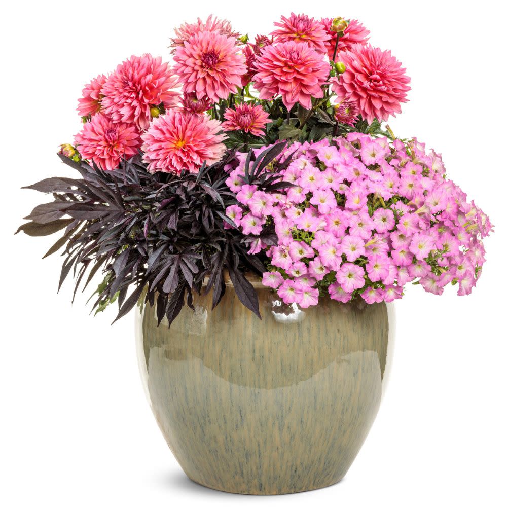 Supertunia Mini Vista® Pink Cloud Petunia | Proven Winners® New Variety 2026 - Image 7