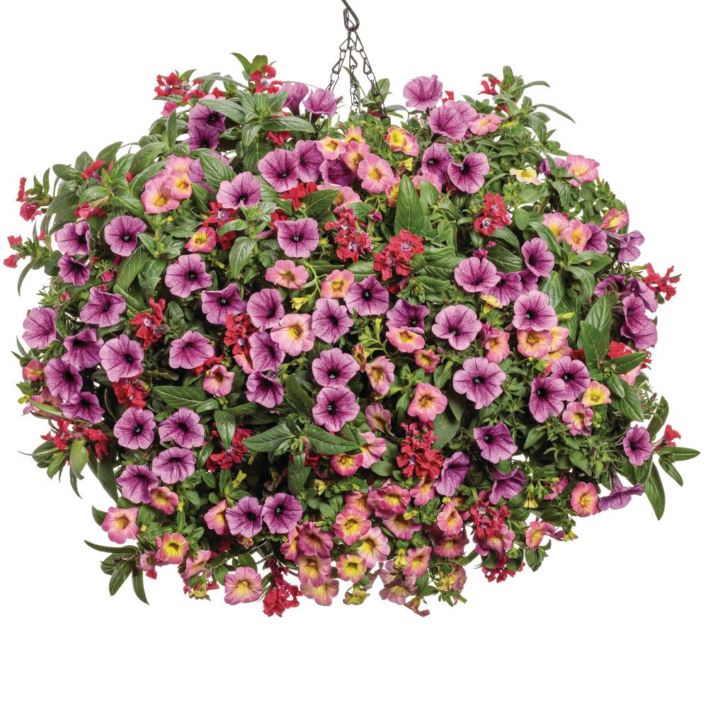 Supertunia Mini Vista® Plum Veined (Petunia hybrid) - Image 7