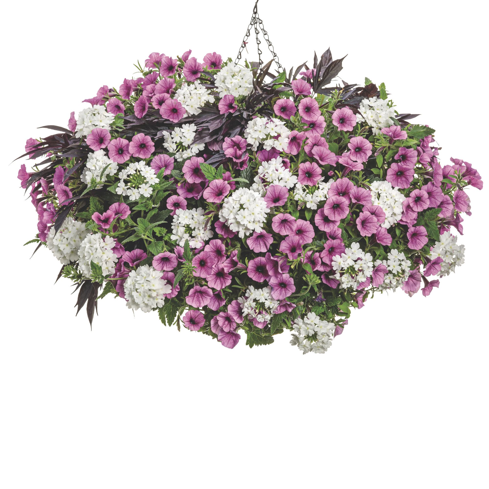 Supertunia Mini Vista® Plum Veined (Petunia hybrid) - Image 8