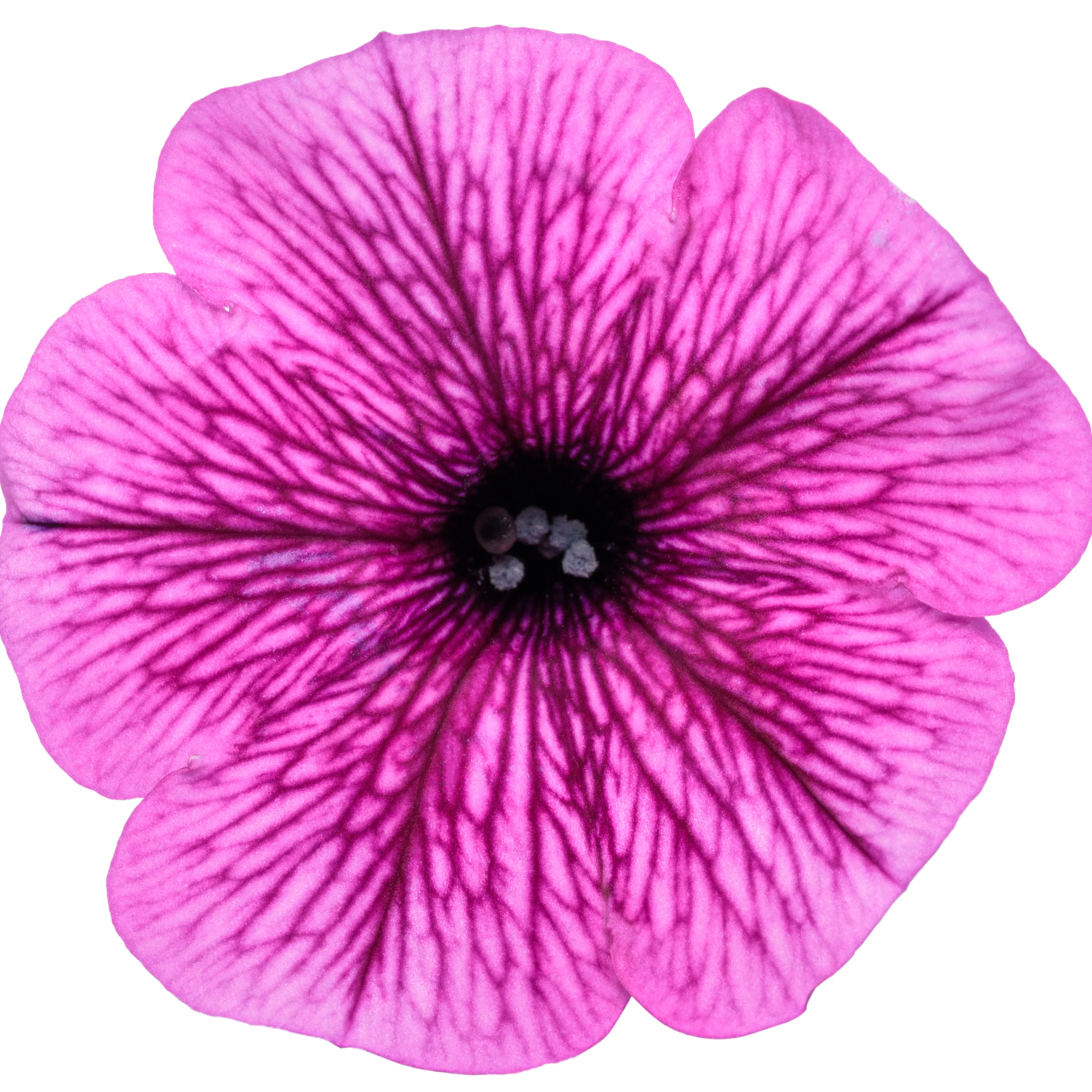 Supertunia Mini Vista® Plum Veined (Petunia hybrid) - Image 9