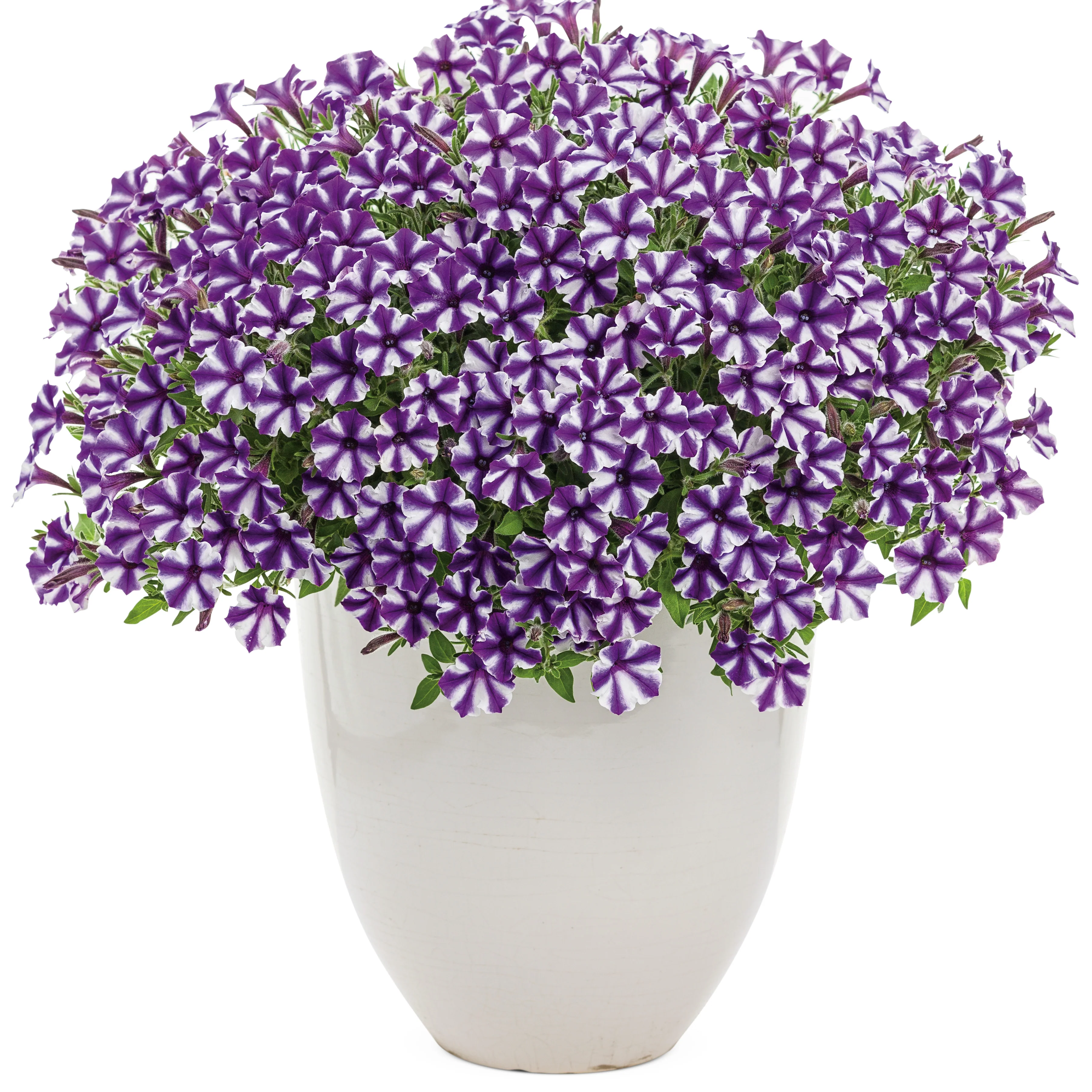 Supertunia Mini Vista® Violet Star Petunia - Image 4