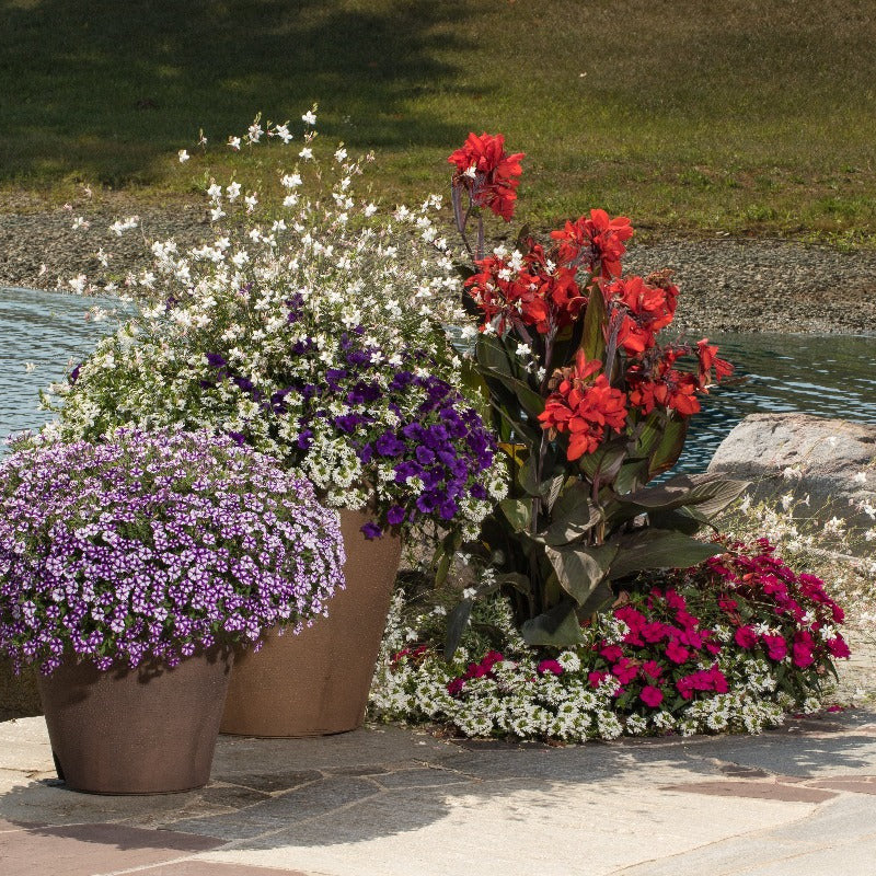 Supertunia Mini Vista® Violet Star Petunia - Image 6