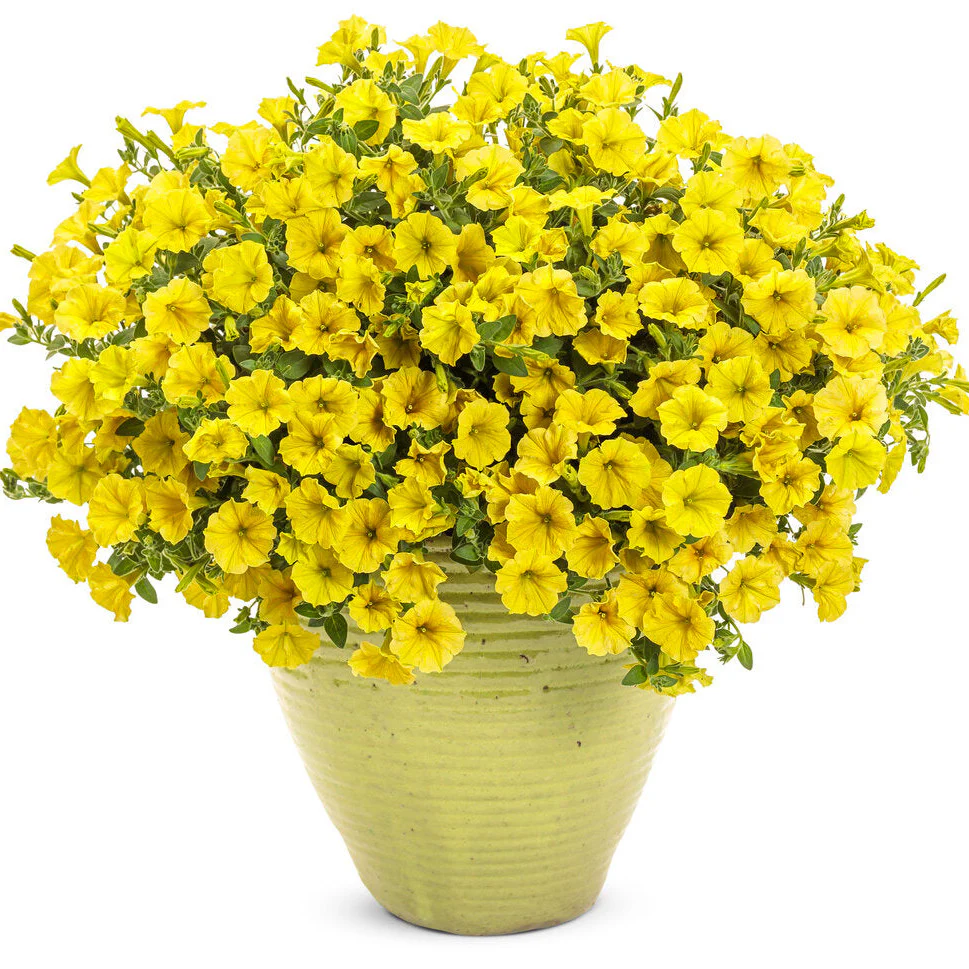 Supertunia Mini Vista® Yellow Petunia - Image 4