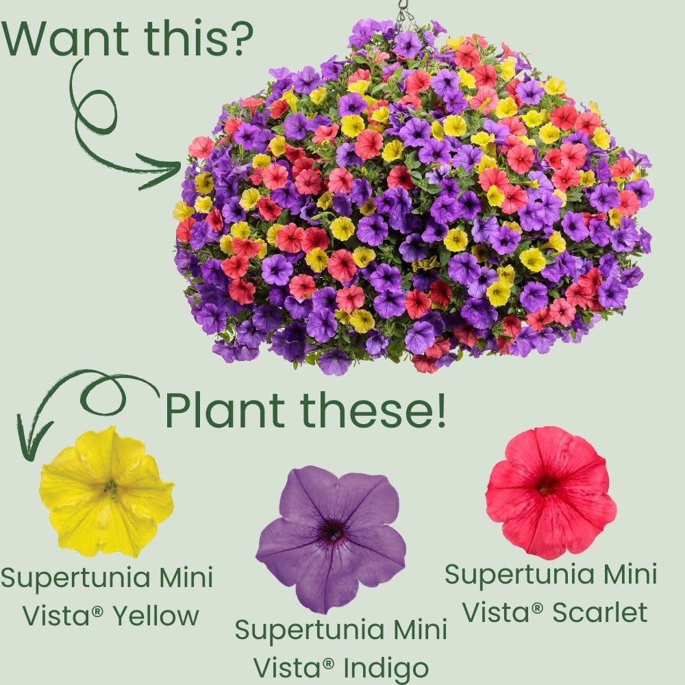 Supertunia Mini Vista® Yellow Petunia - Image 5