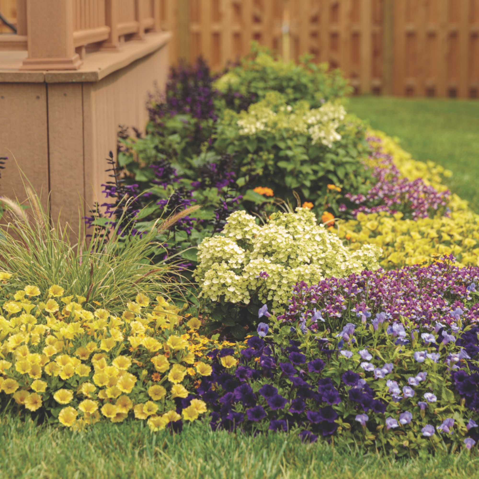 Supertunia Mini Vista® Yellow Petunia - Image 7