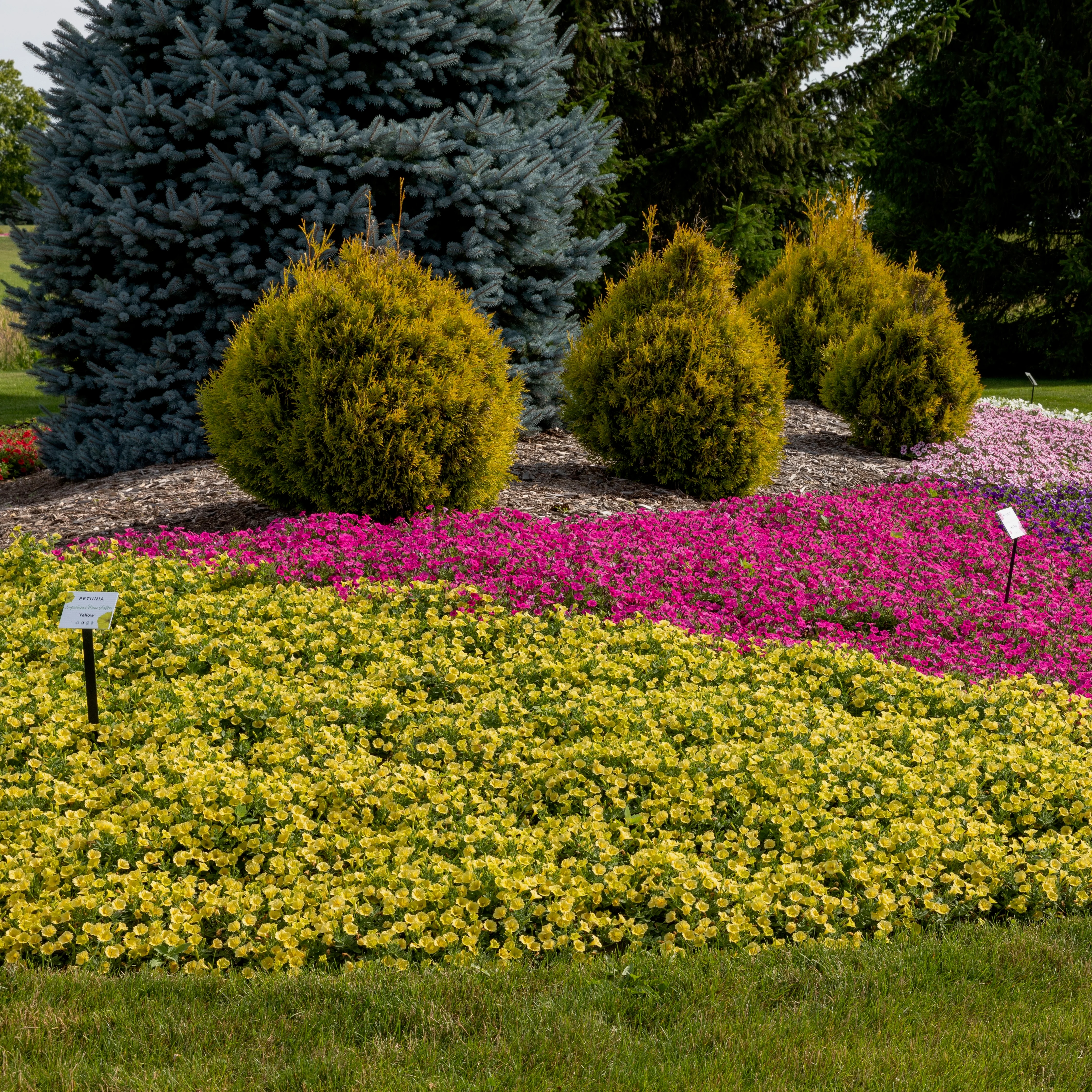 Supertunia Mini Vista® Yellow Petunia - Image 8