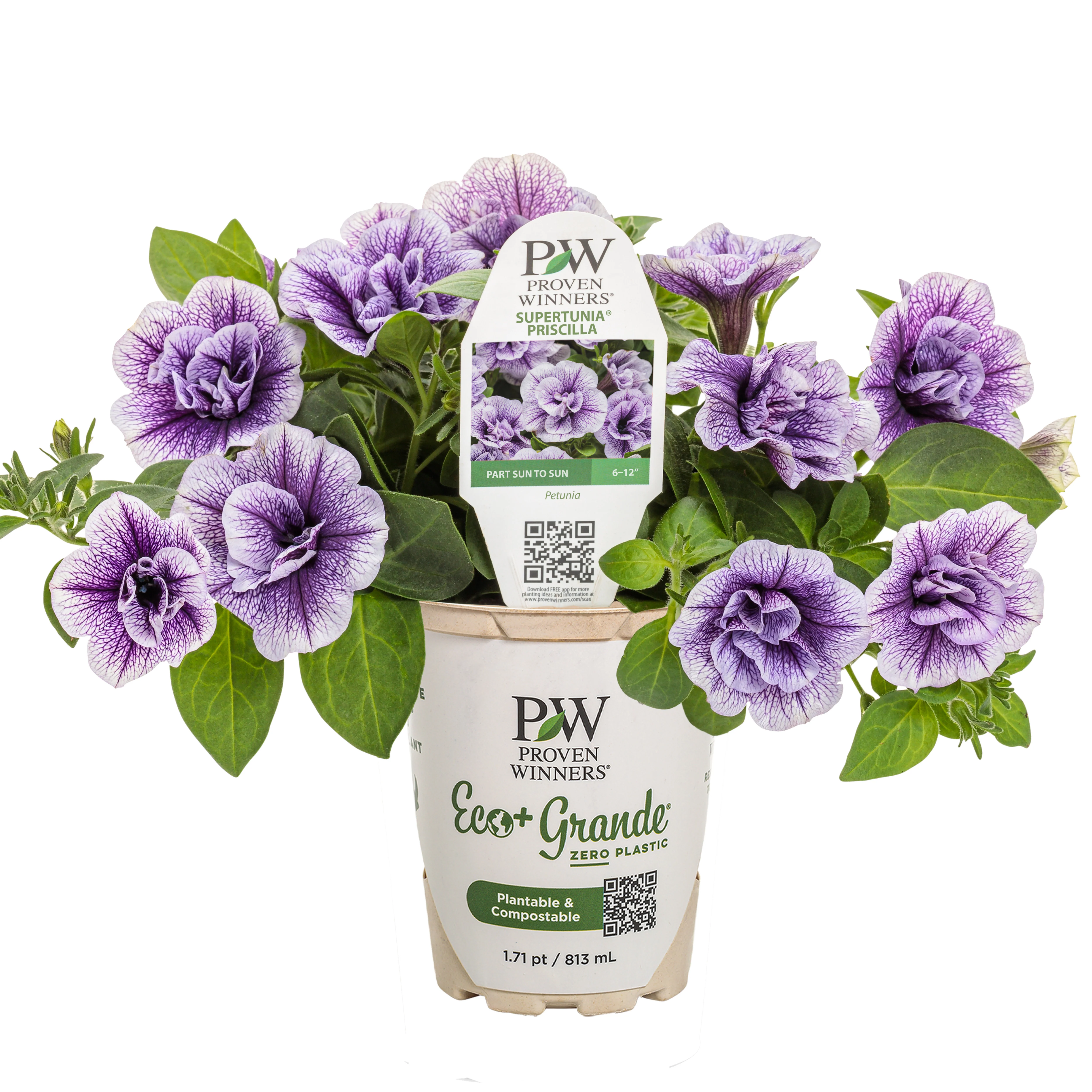 Supertunia® Priscilla® Petunia - Image 2