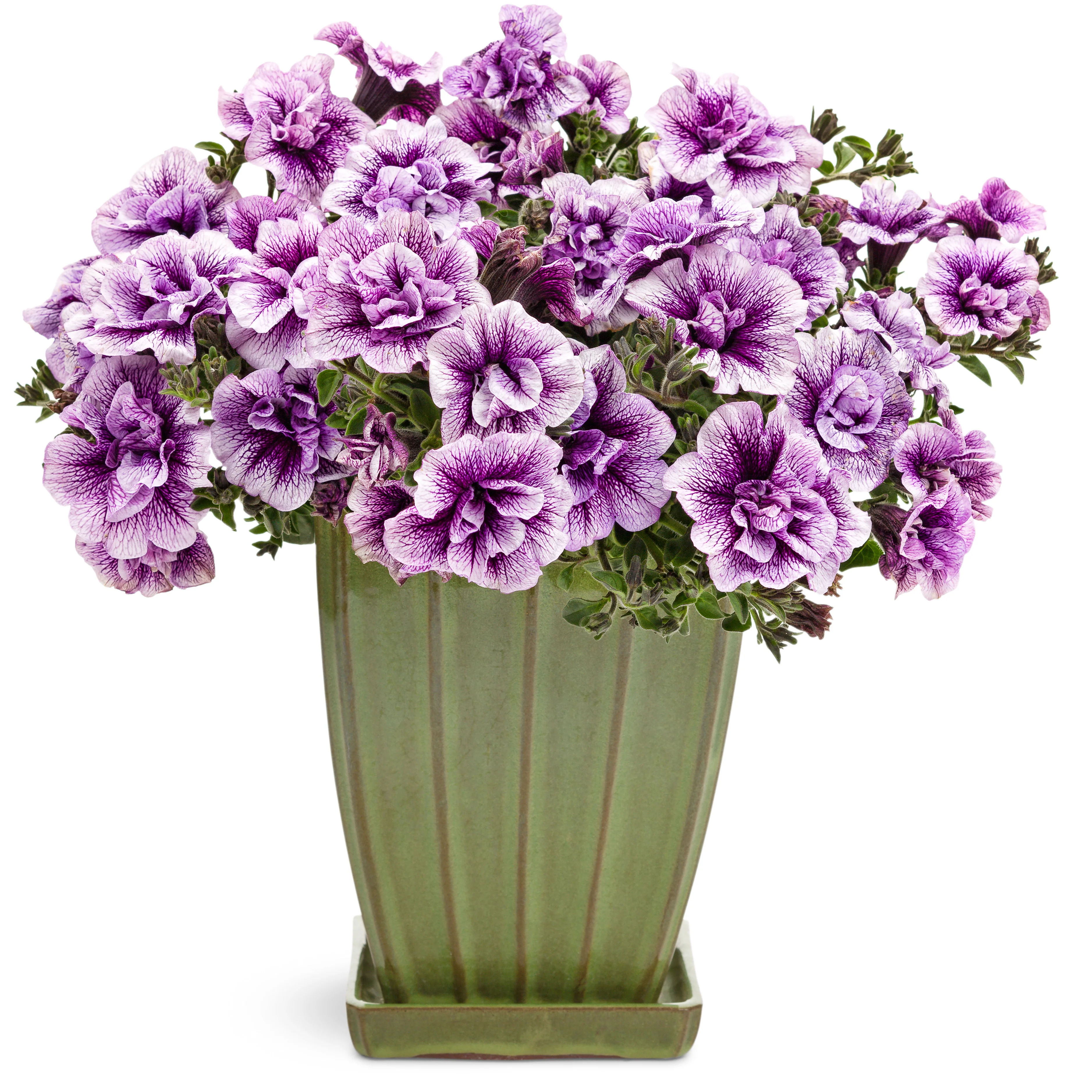 Supertunia® Priscilla® Petunia - Image 4