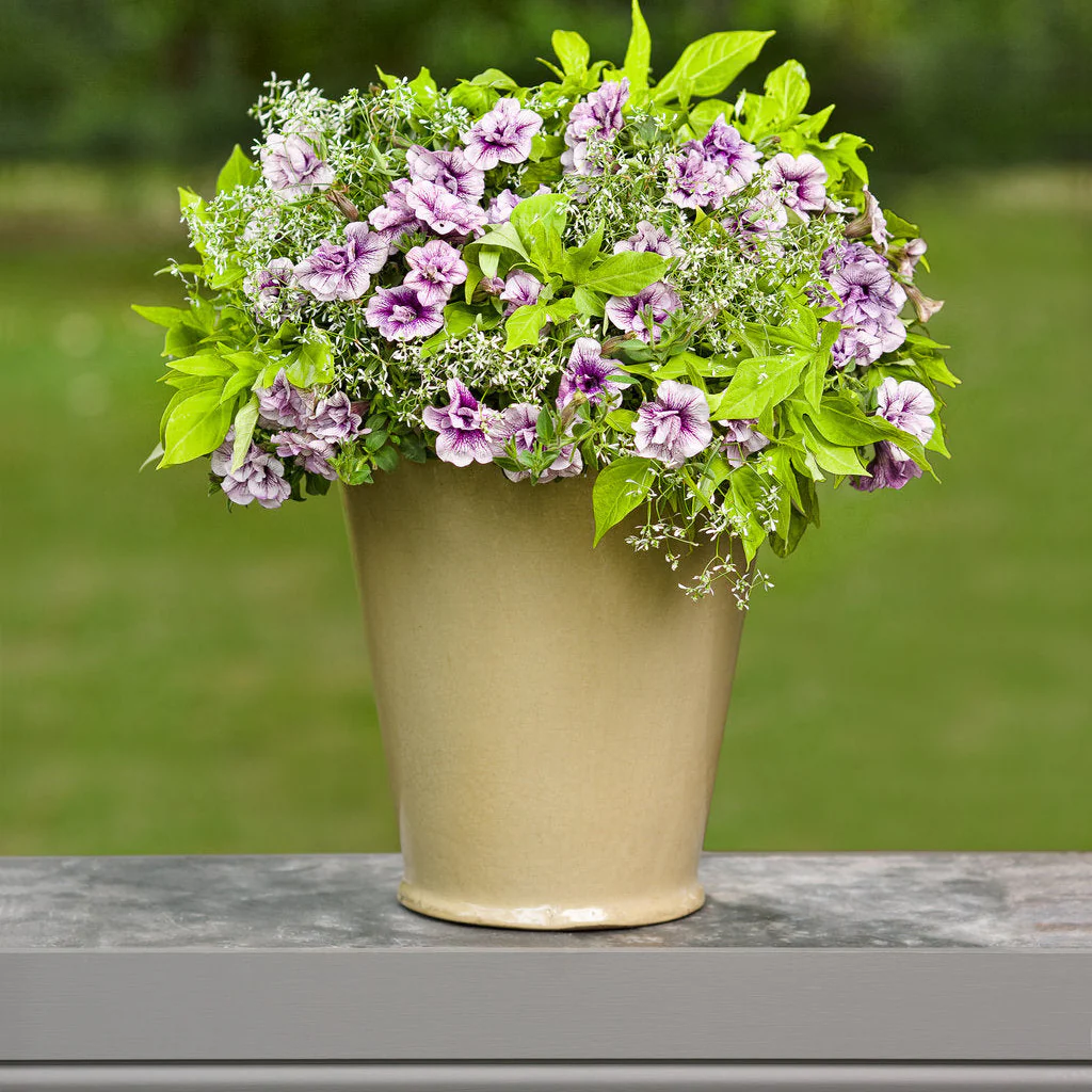Supertunia® Priscilla® Petunia - Image 6