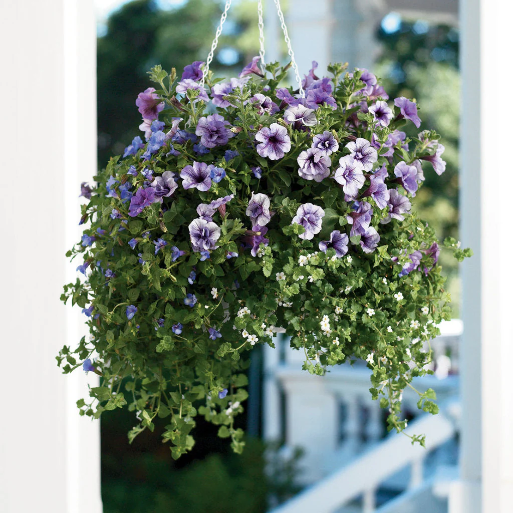 Supertunia® Priscilla® Petunia - Image 7