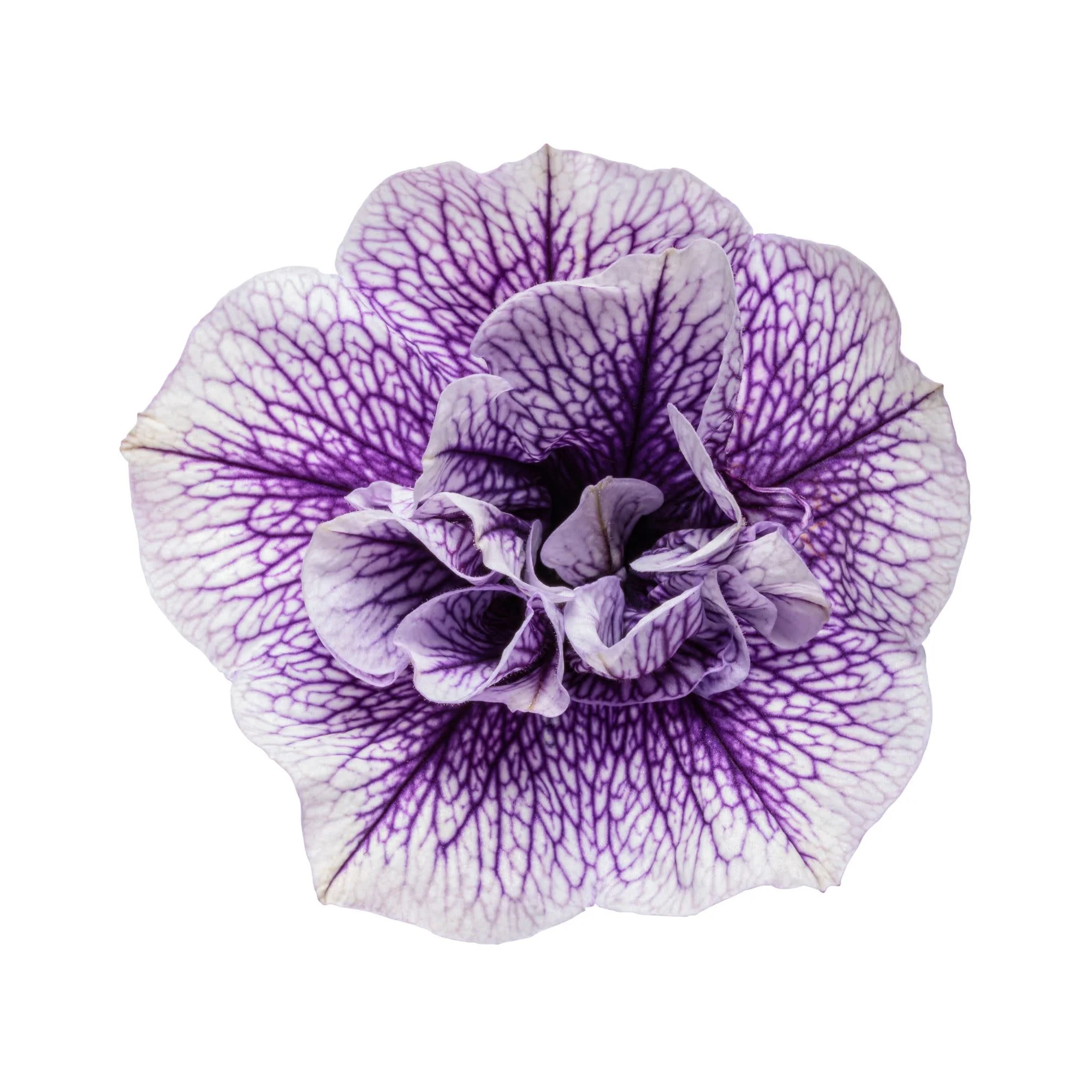 Supertunia® Priscilla® Petunia - Image 8